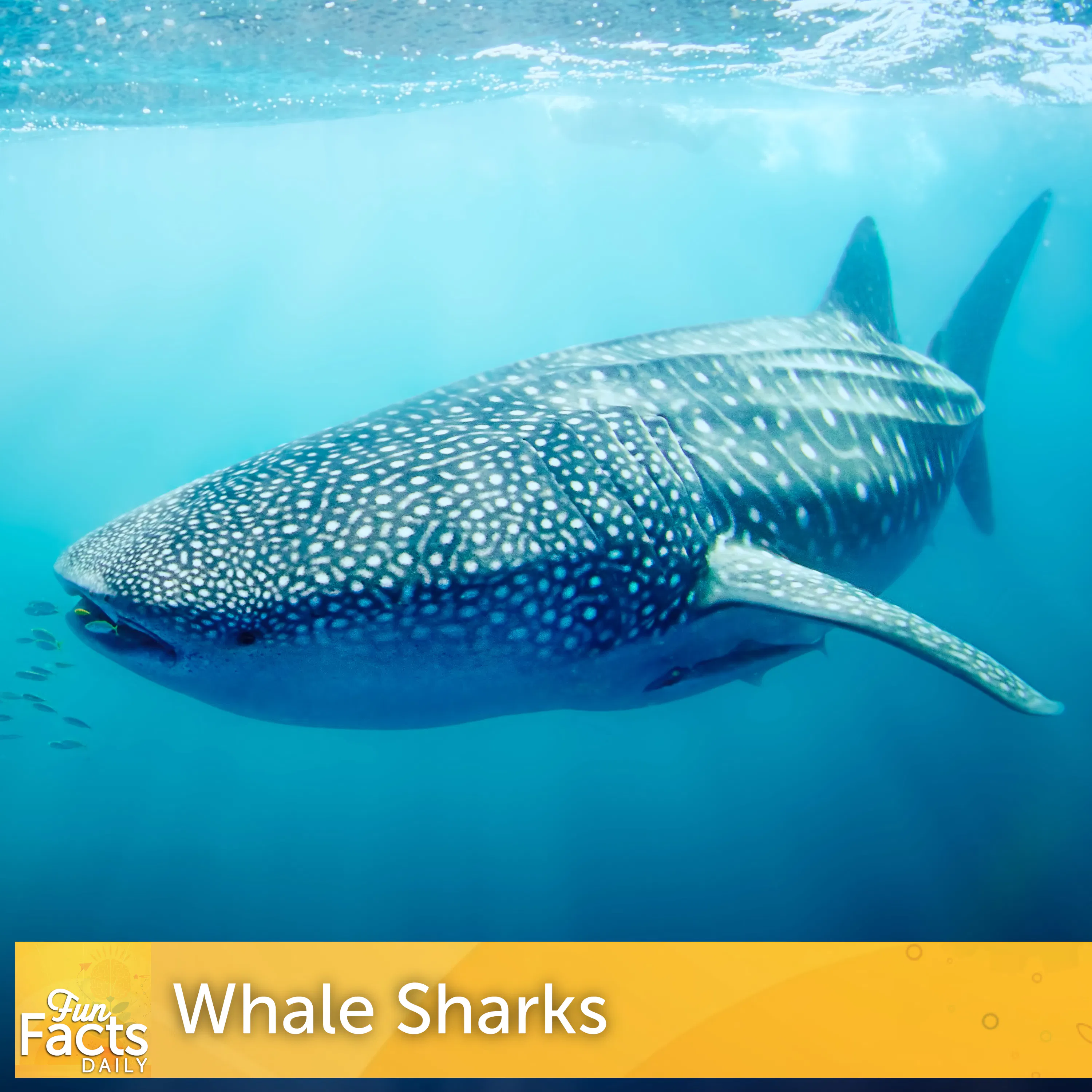 Fun Facts About Whale Sharks episode artwork
