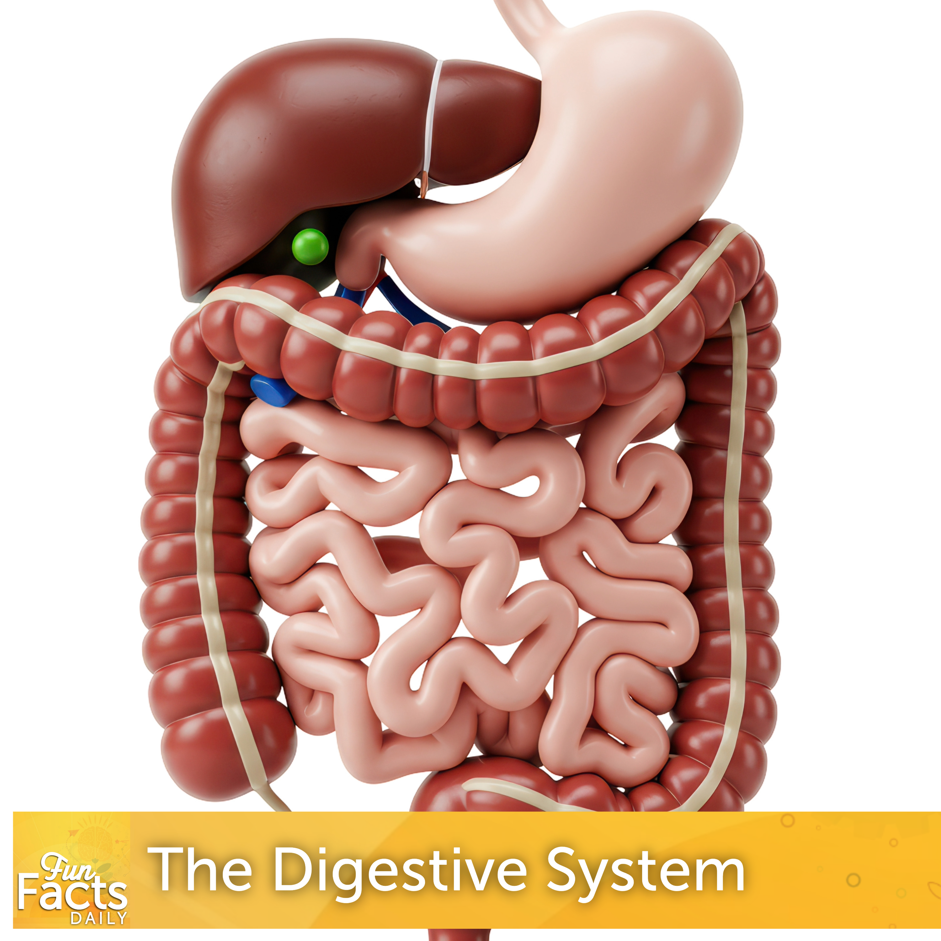 Fun Facts About Your Digestive System