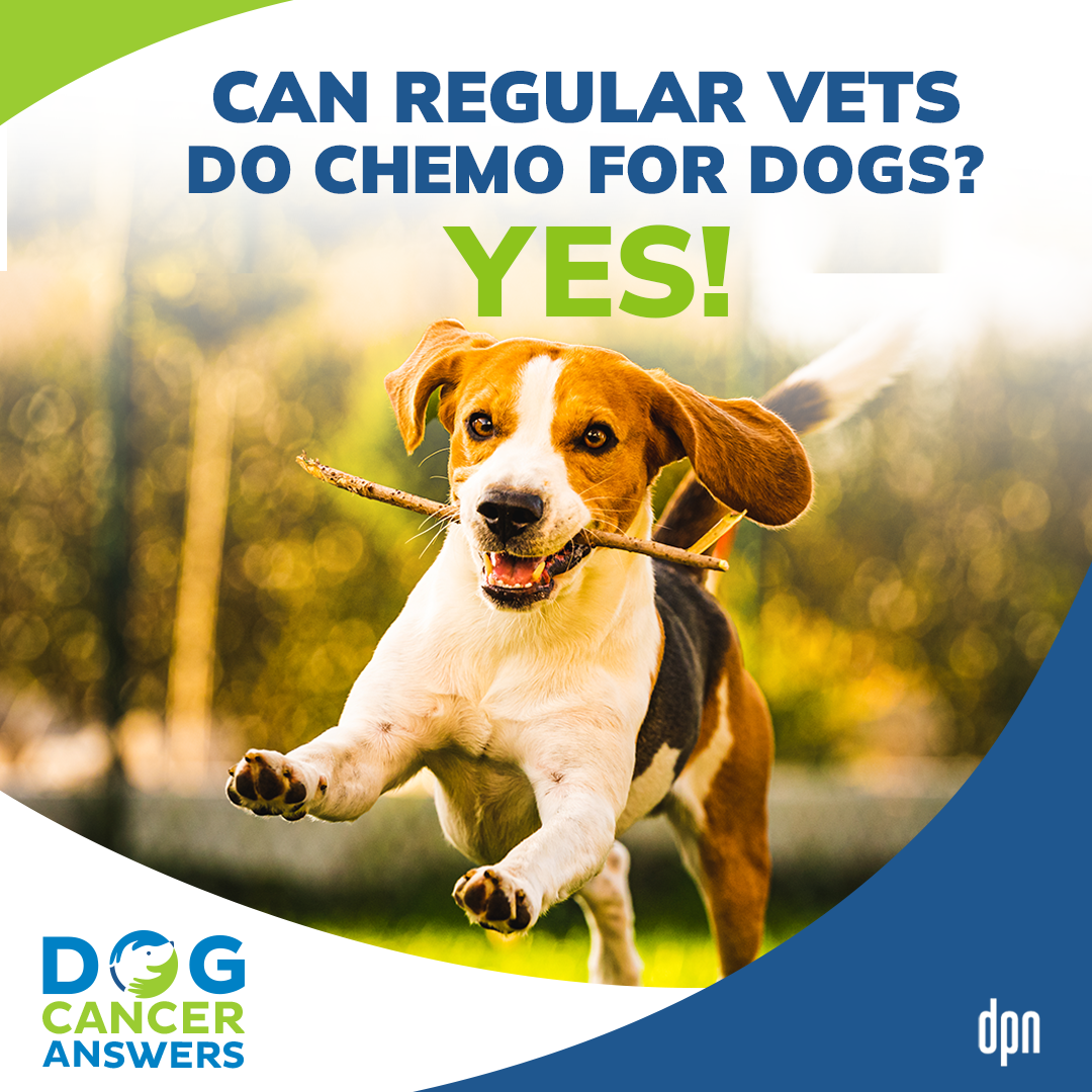 Can Regular Vets Do Chemo for Dogs? Yes! | Dr. Kristen Lester #222