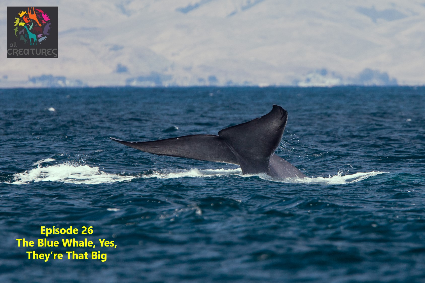 Episode 26: The Blue Whale, Yes, They're That Big