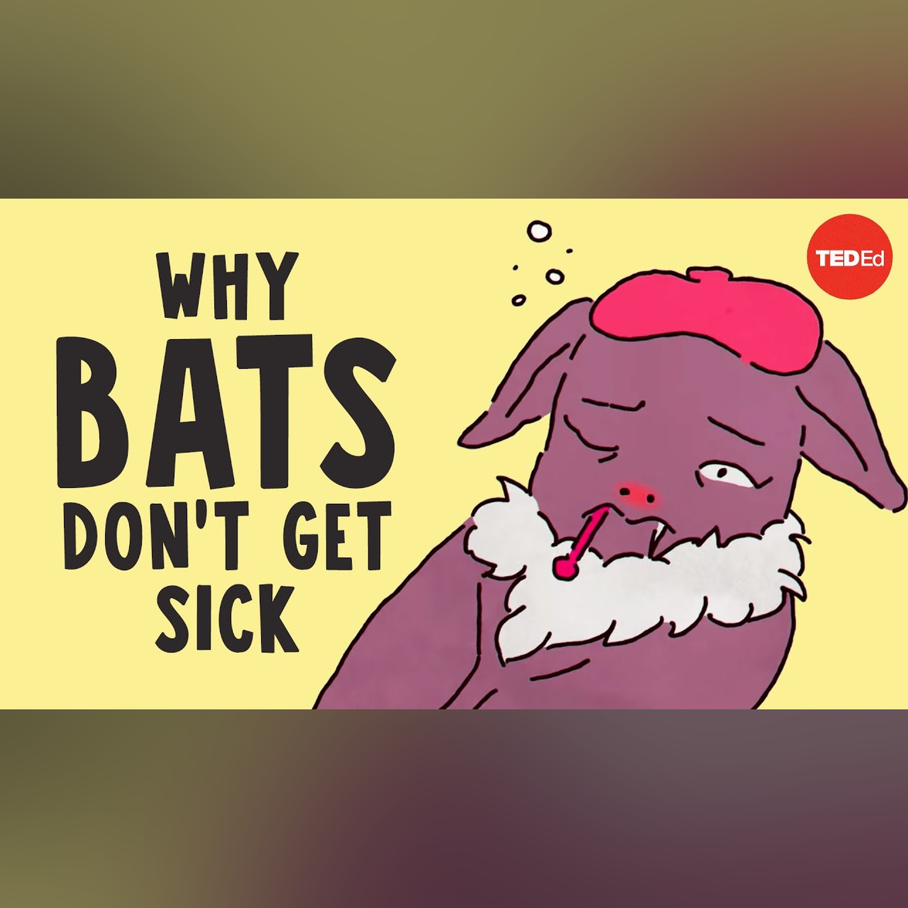 Why bats don't get sick - Arinjay Banerjee episode artwork