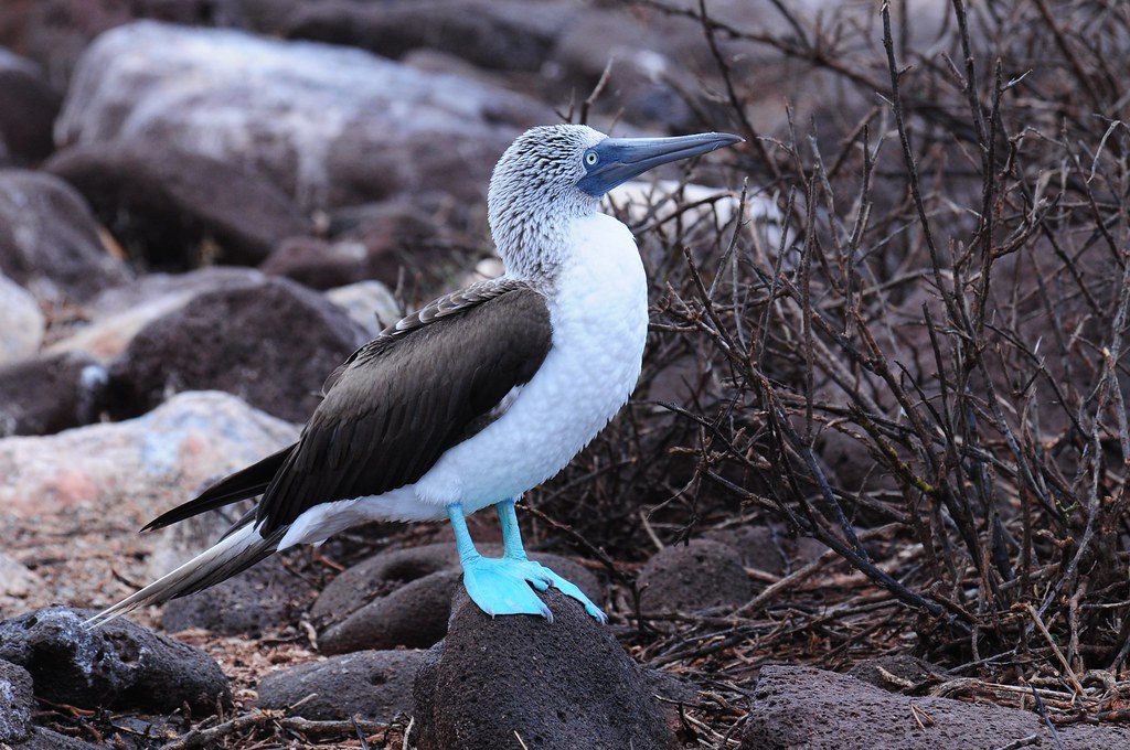 Episode 298: Bemused by the Blue-Footed Booby