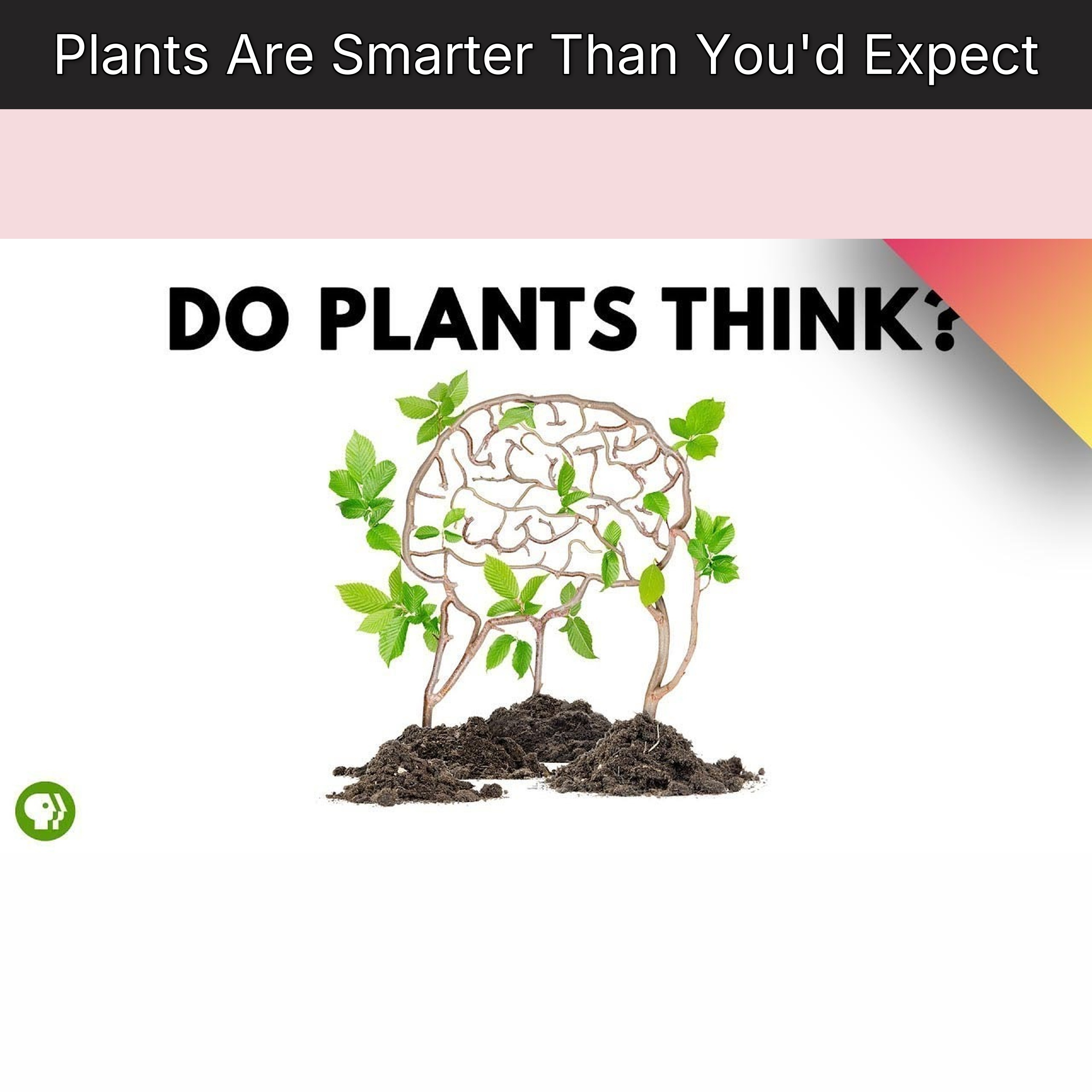Plants Are Smarter Than You'd Expect episode artwork