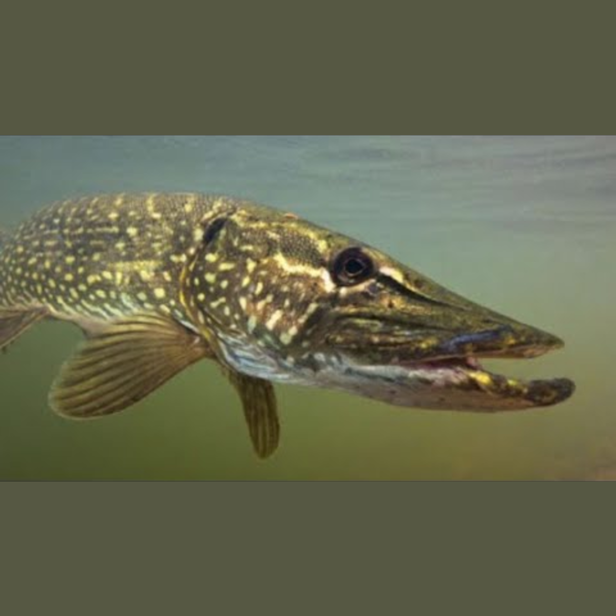 Northern Pike - Amazing Animal episode artwork