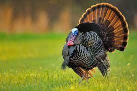 Youth Season Turkey Strategy