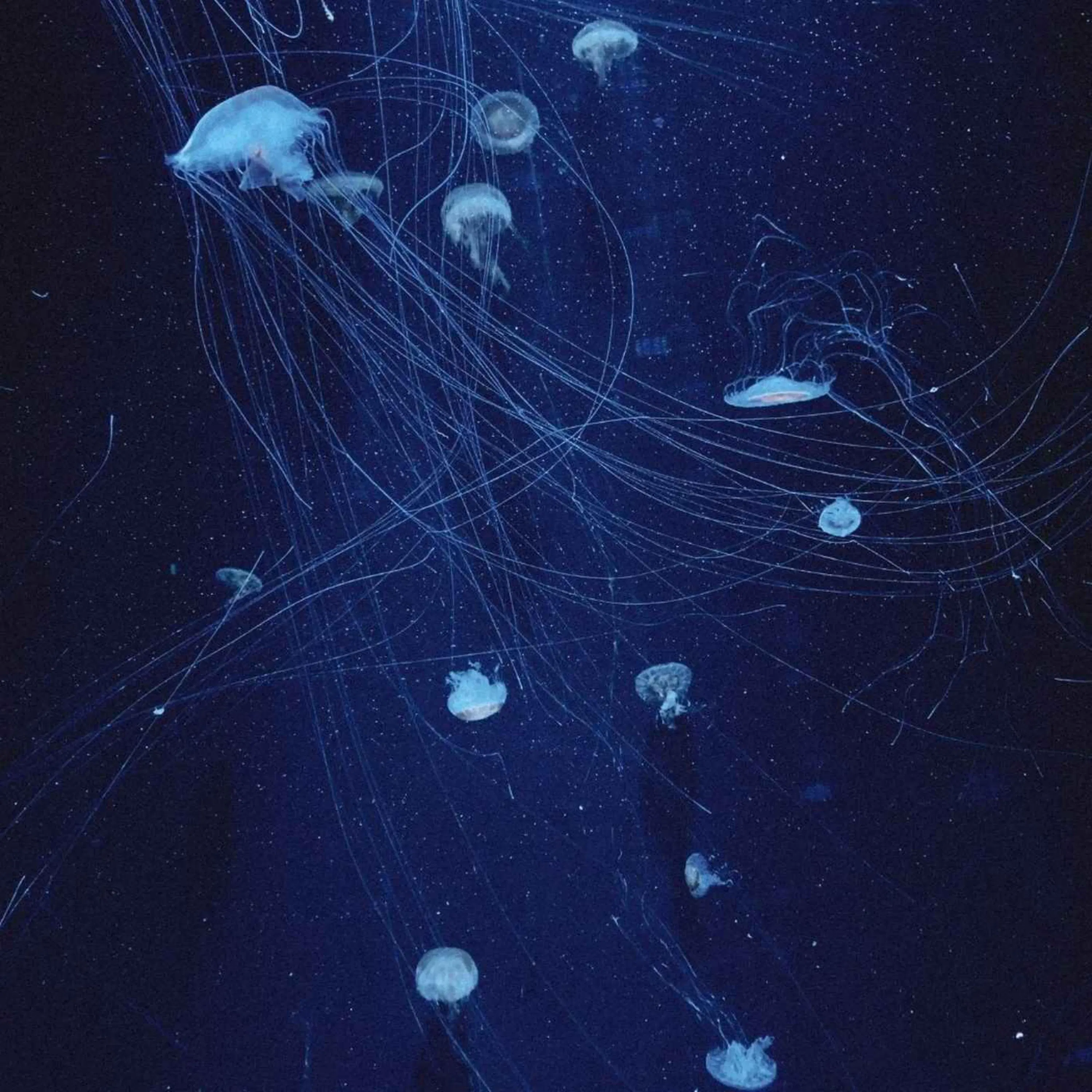 Qu’est-ce que le BathyBot ?