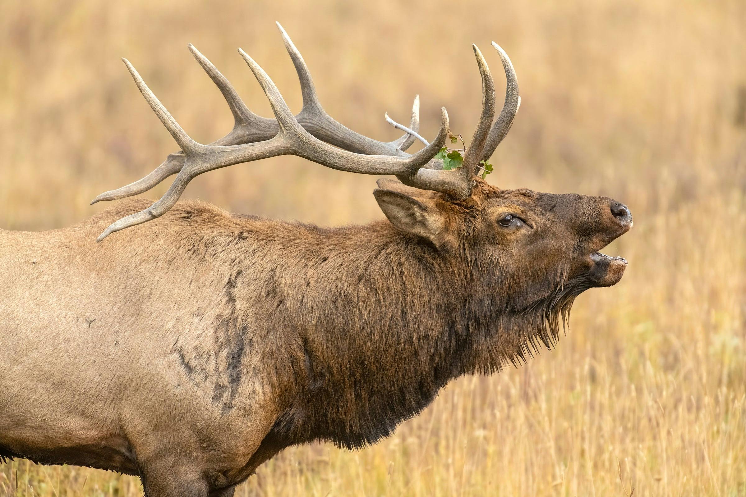 National Park Nature Walks, Episode 10: The Otherworldly Sounds of an Elk Rut