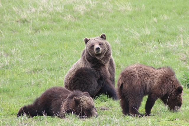 S7-E173:  3 Rules to Follow When Observing Wildlife