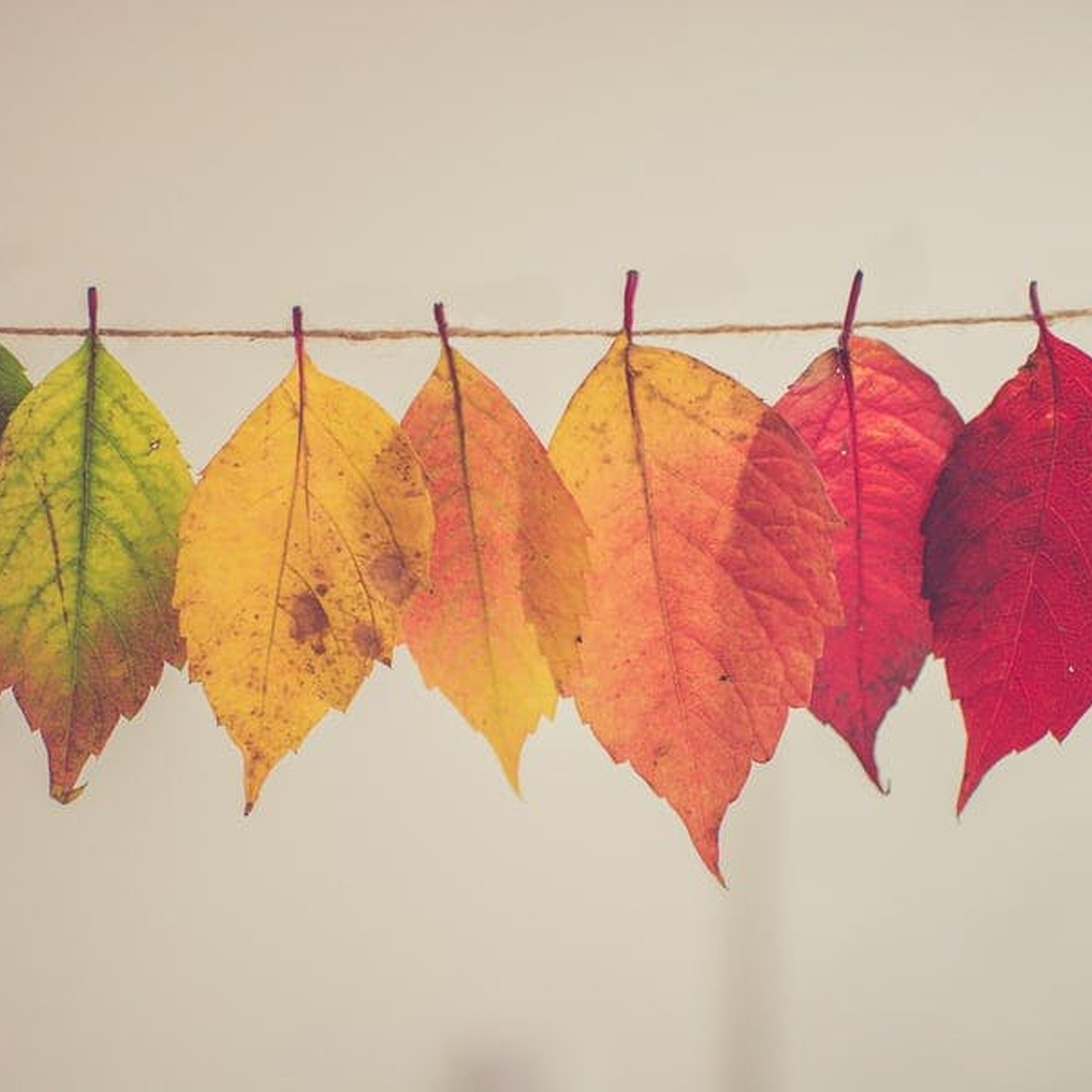 Ep. 185: A Thanksgiving Gratitude Assignment