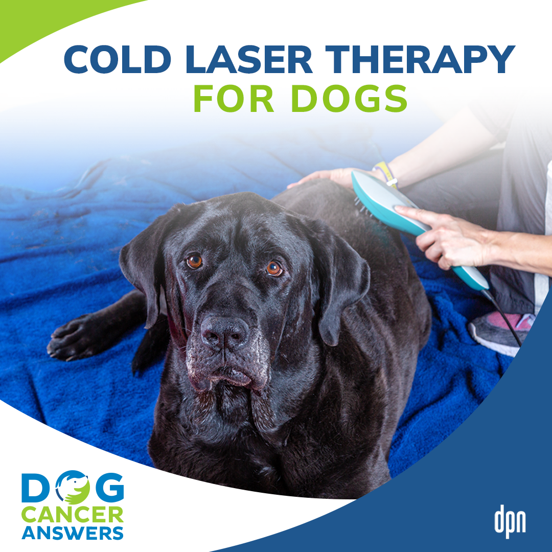 Cold Laser Therapy for Dogs: Does It Work? | Dr. Dressler #126