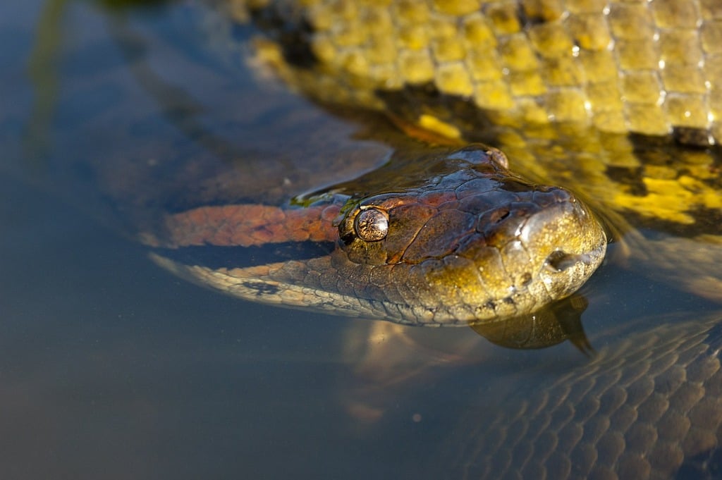 Return of the Giant: The Green Anaconda