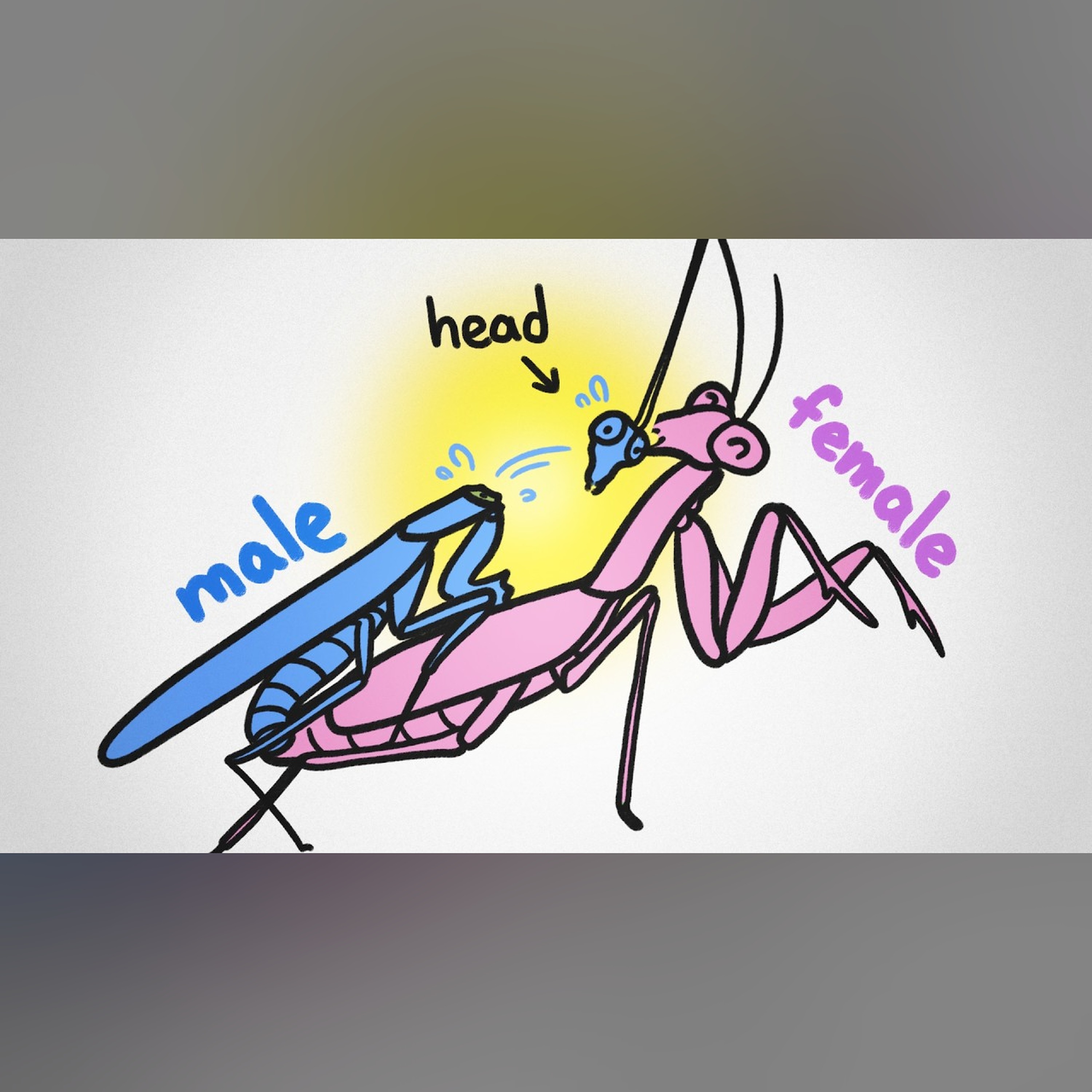 Why is it always males that get eaten during sex?