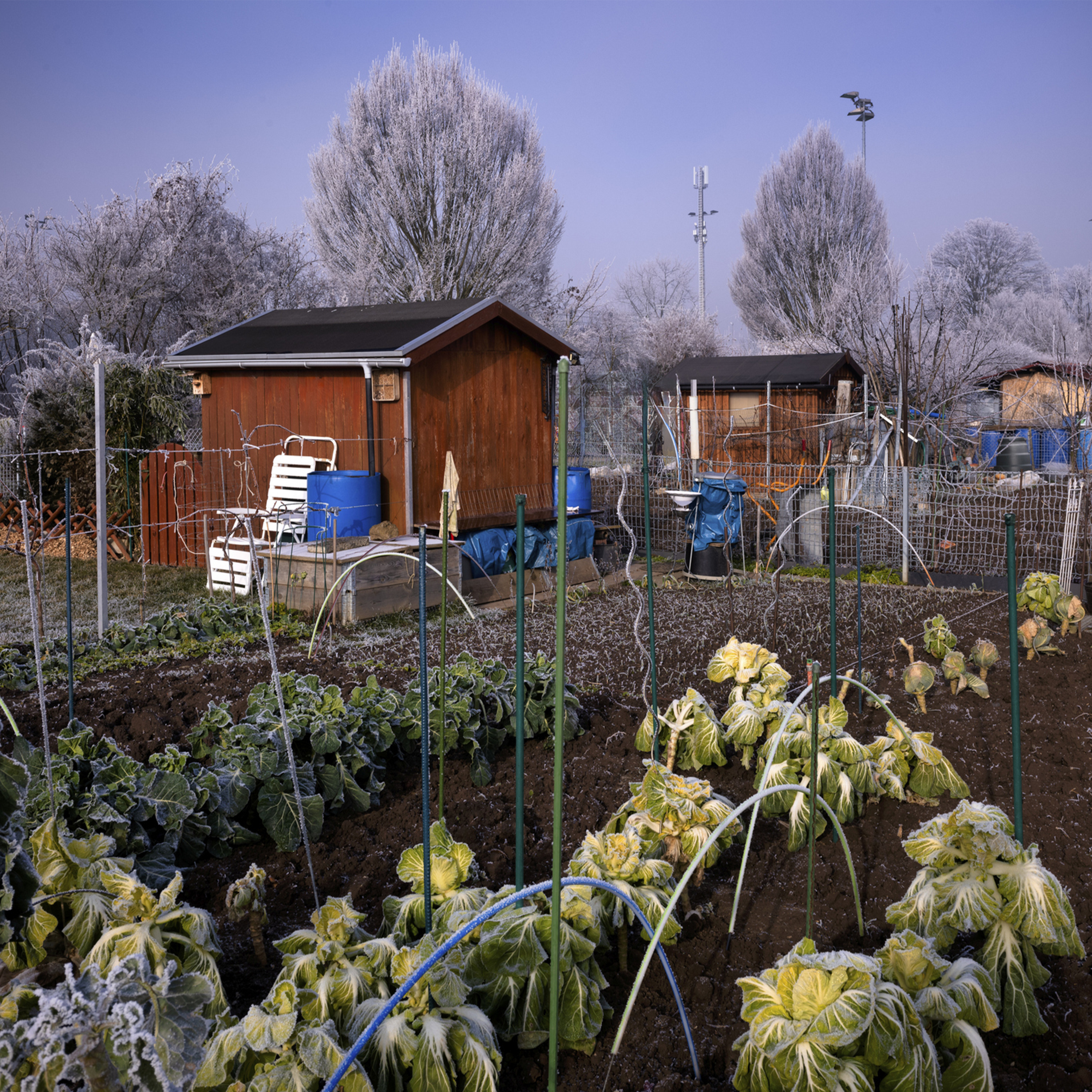 Sound Escape 264. Take the afternoon off by pottering in an allotment