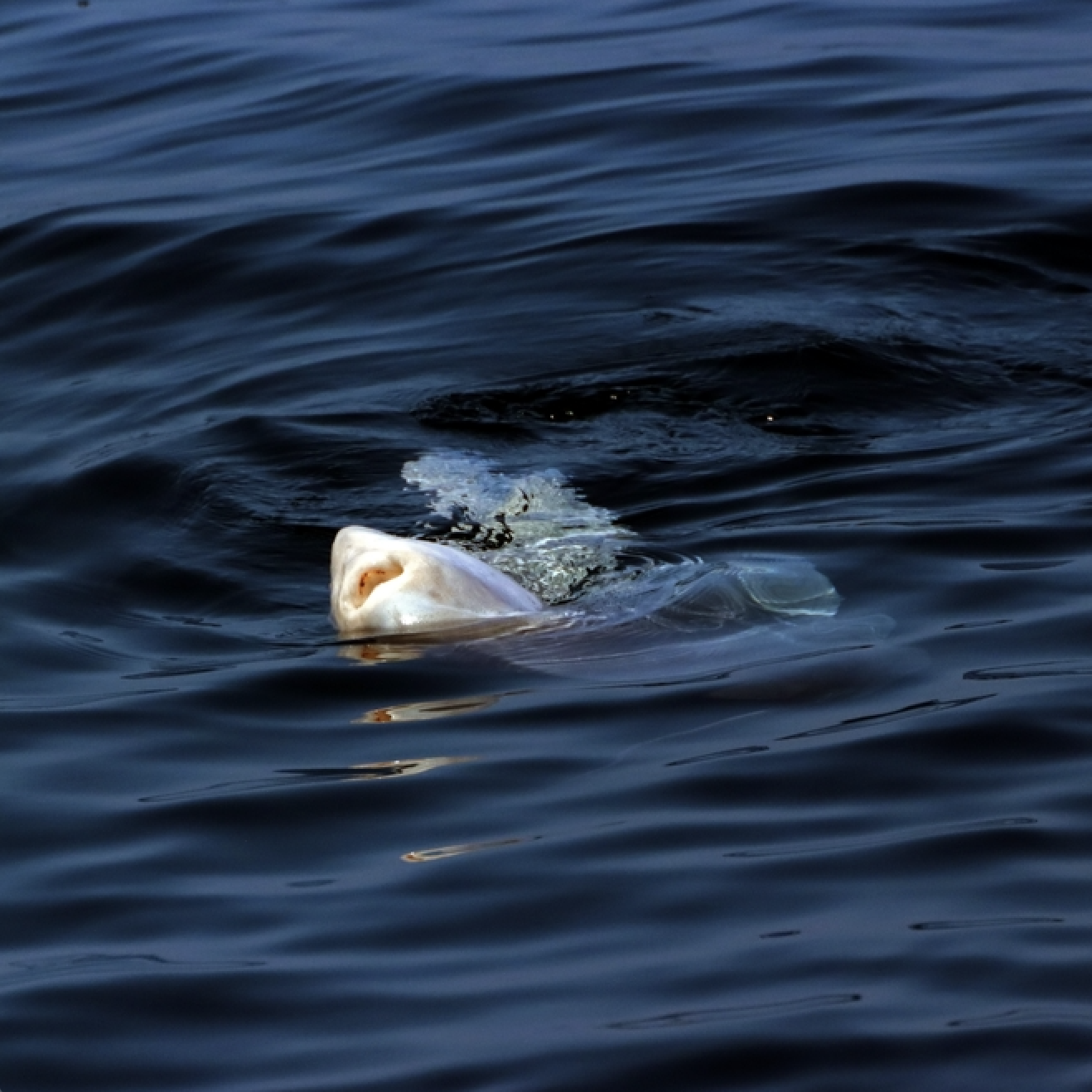 We picked up strange lifeforms floating in the ocean. I wish we never had.