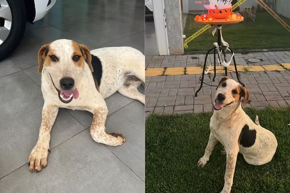 Cachorro comunitário é morto a tiro em Toledo, no Paraná