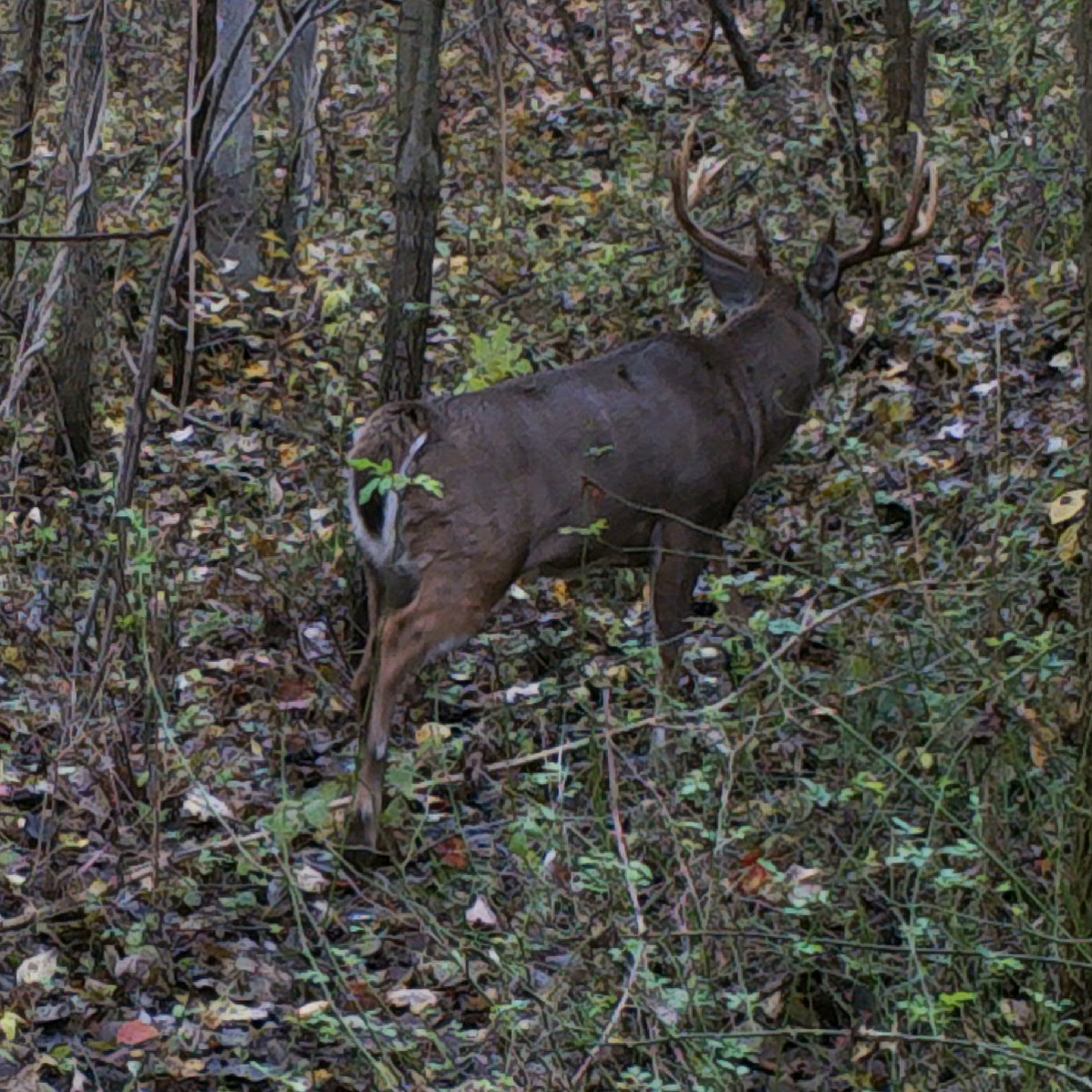 EP. 464: Mastering Your Hunt | When to Specialize & When to Expand