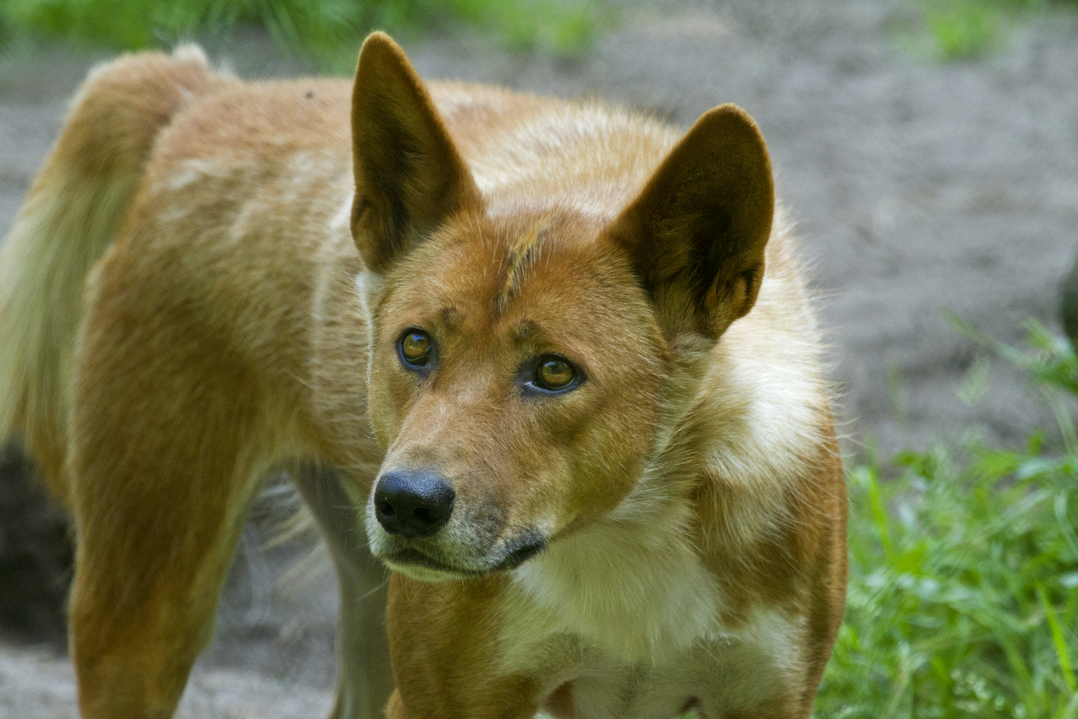 Dingo: Australia’s Wild Guardian