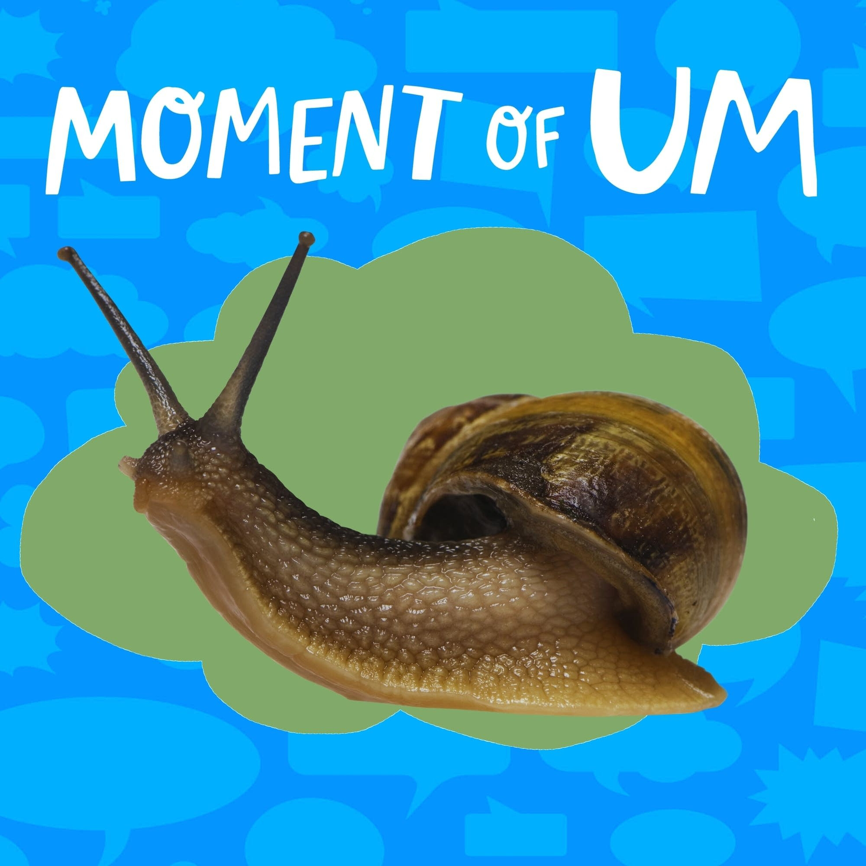 How do snails make their shells?