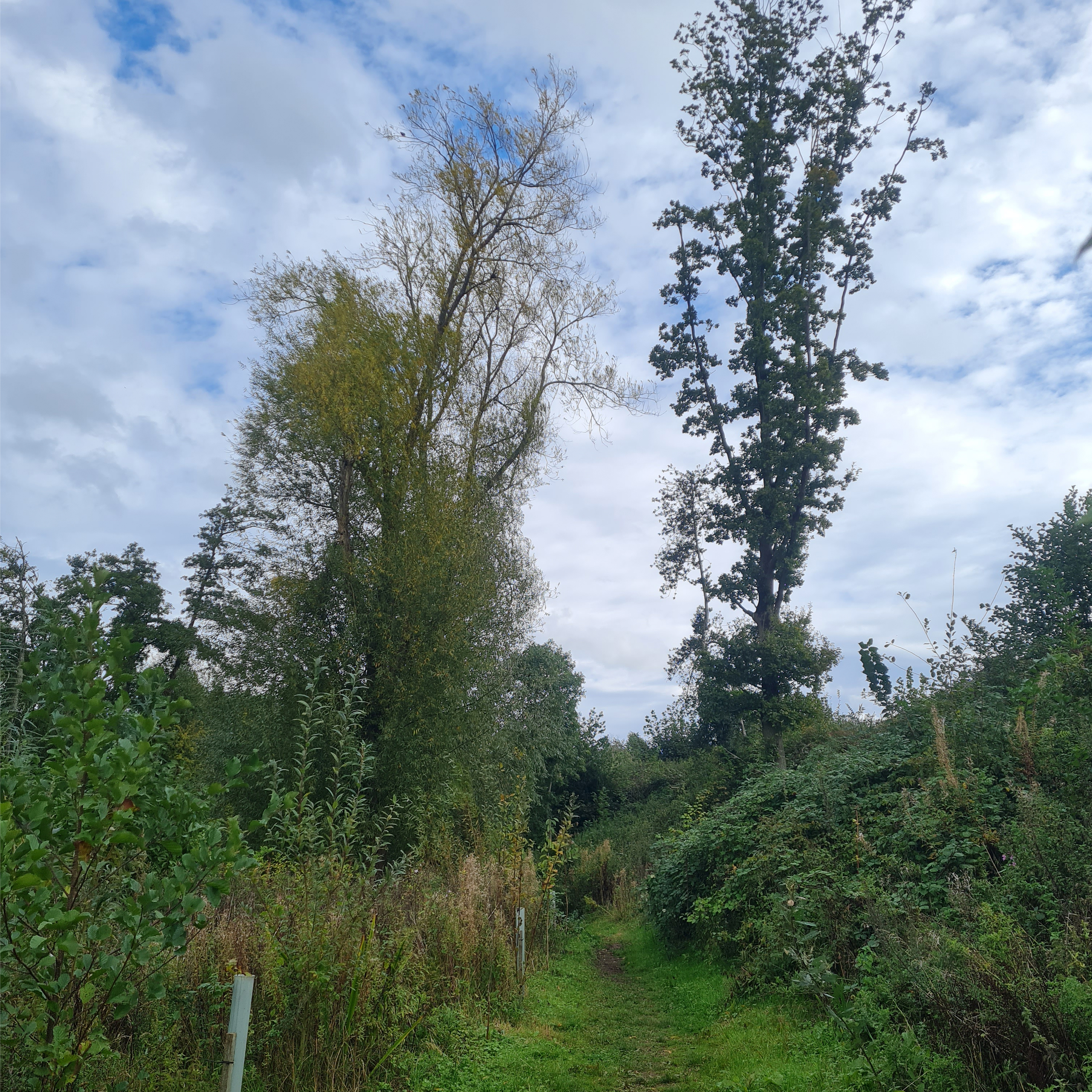 Sound Escape 192. Relax to wind in the willows