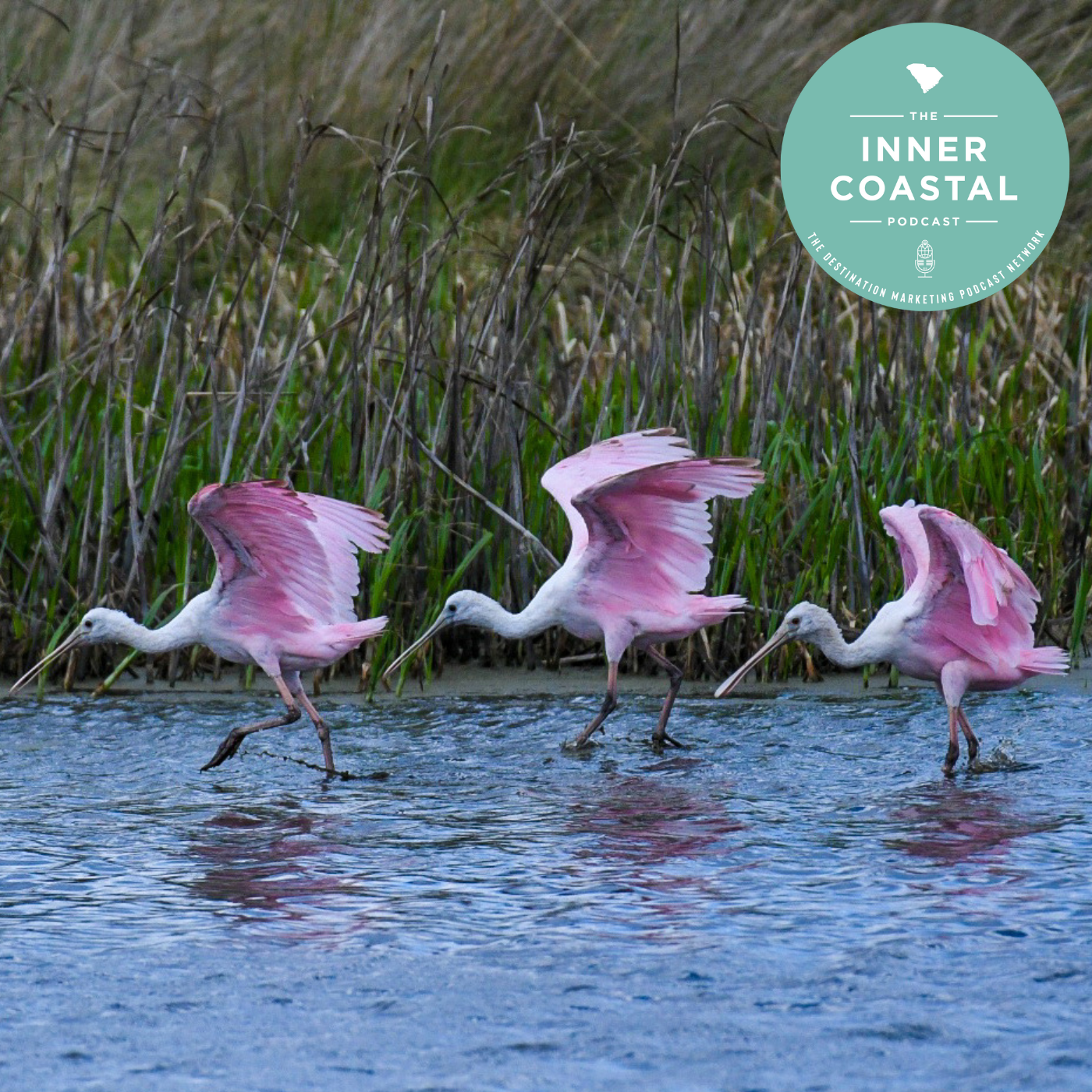 57: Birding in Beaufort episode artwork