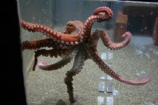 Animales que viven felices sólos