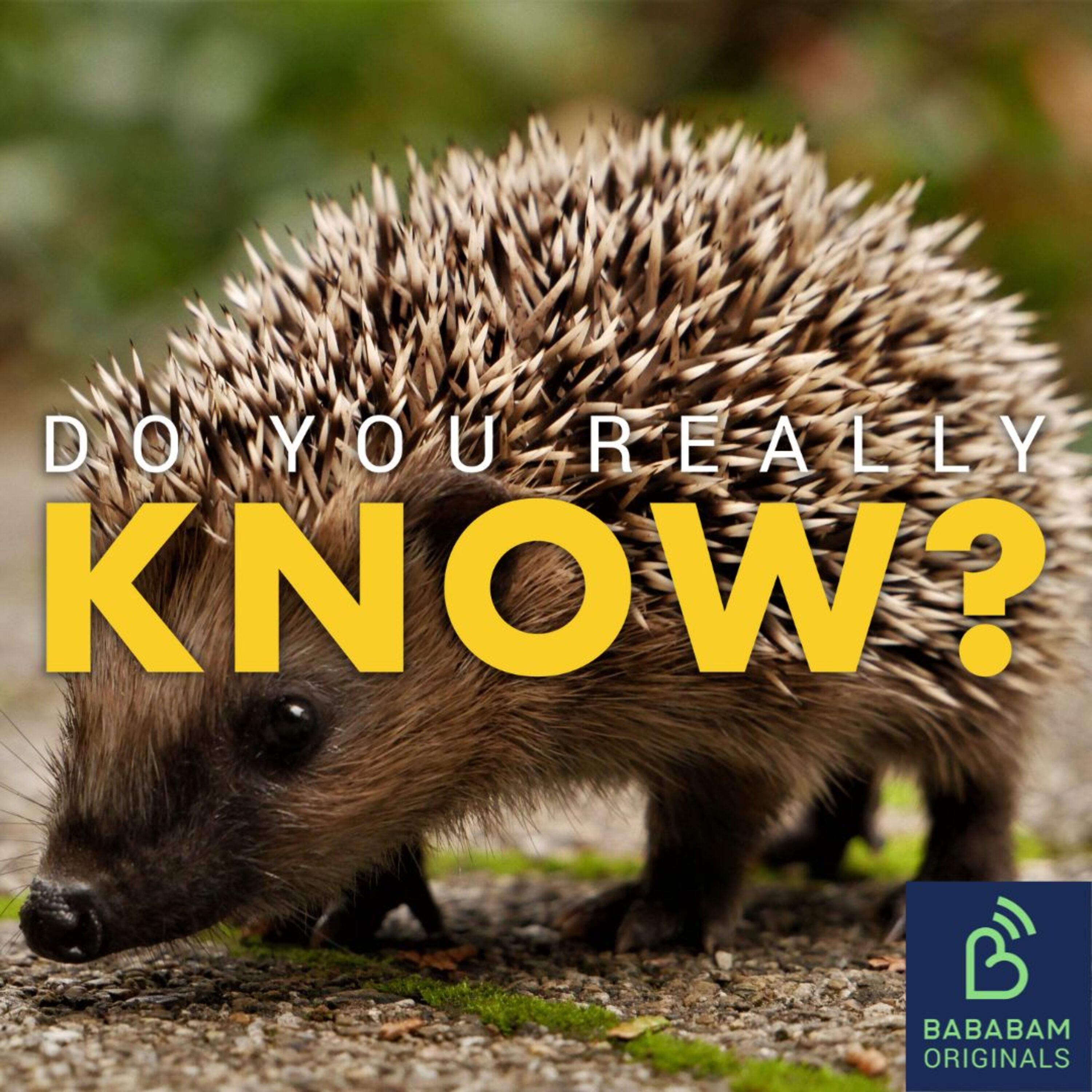 What are umbrella species?