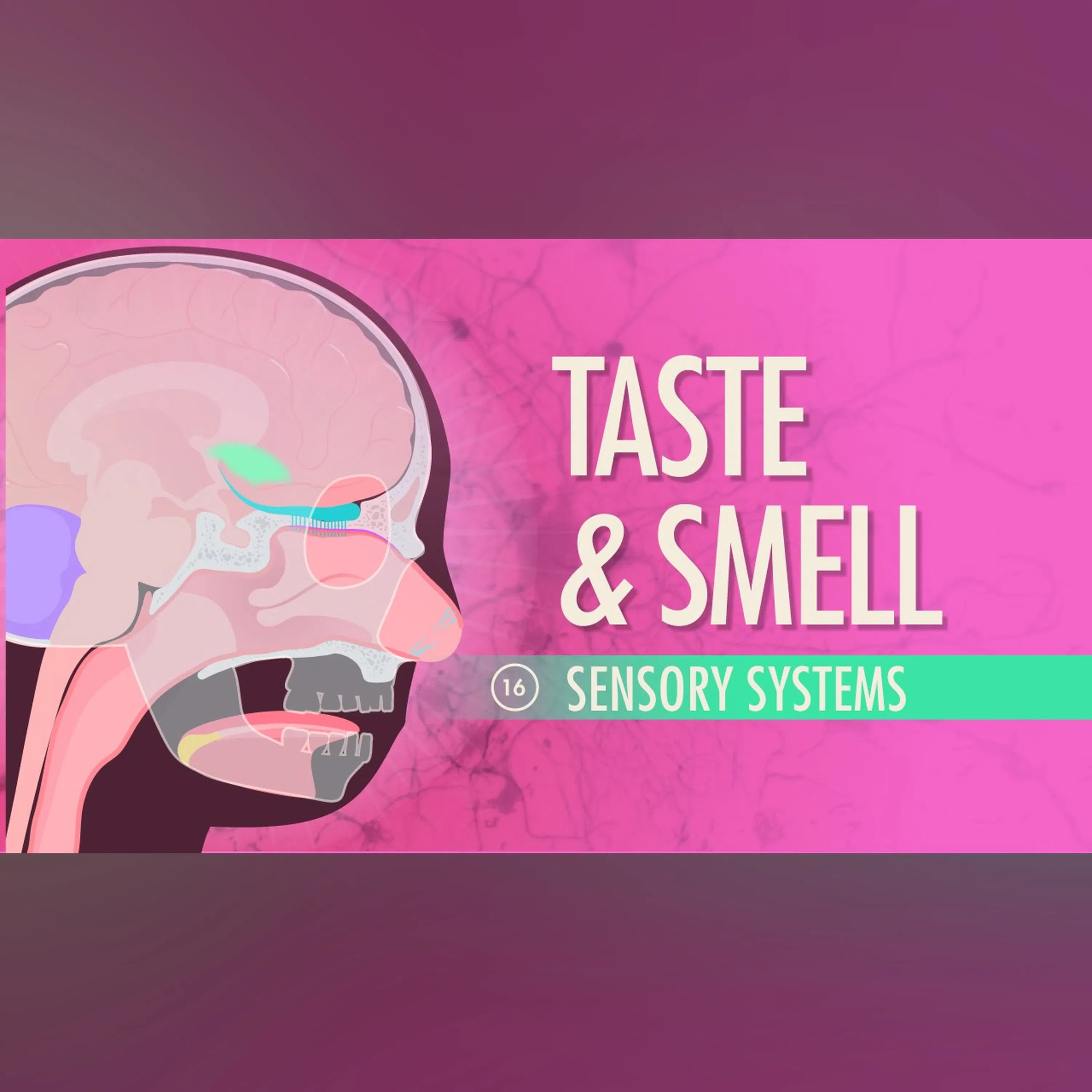 Taste and Smell: Crash Course Anatomy and Physiology #16