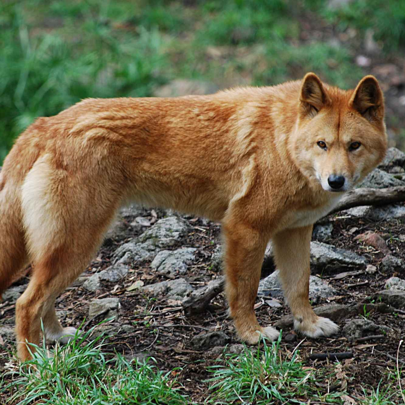 The Dingo Baby-Snatcher