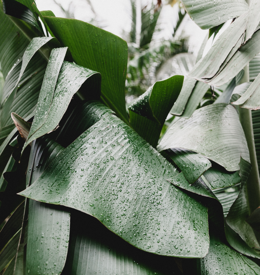 Calming Tropical Rain: 3-Hour Tranquil Rainfall Sounds for Blissful Sleepiness