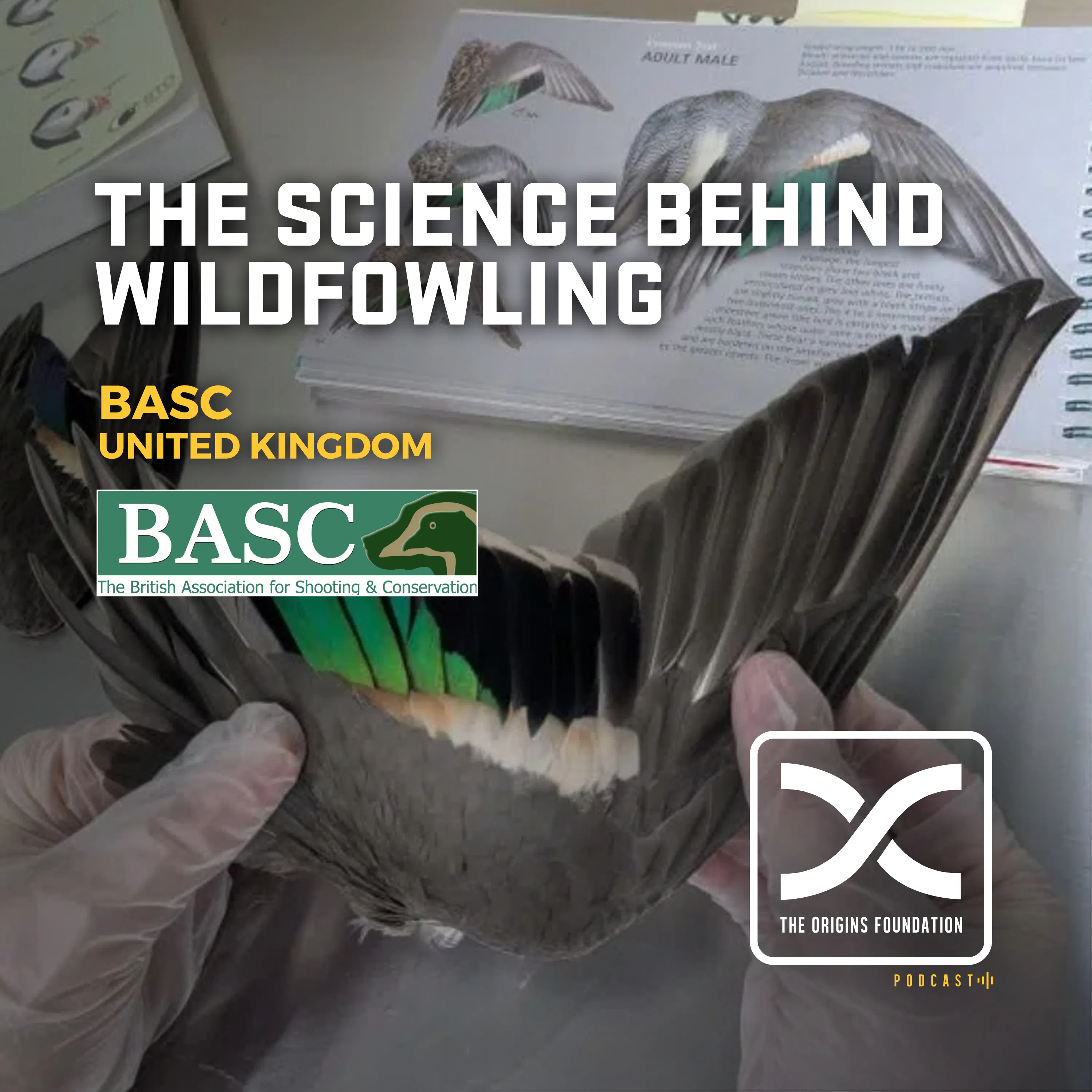 Episode 642 - BASC Researchers || The Science Behind Wildfowling episode artwork