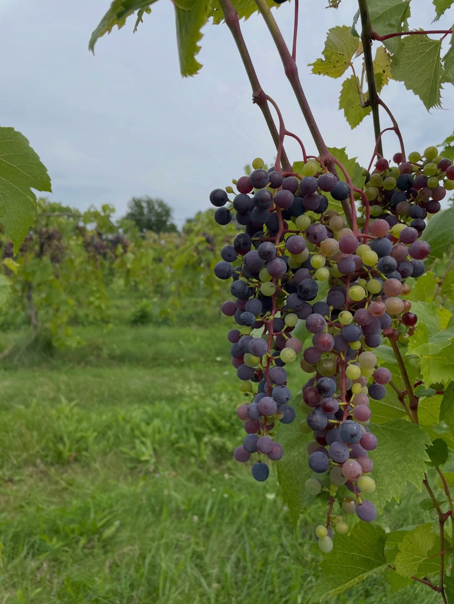 Episode 690 Featuring Almighty Todd - Homesteader, Sensei, Winemaker, Our Resident Front-Porch Philosopher episode artwork