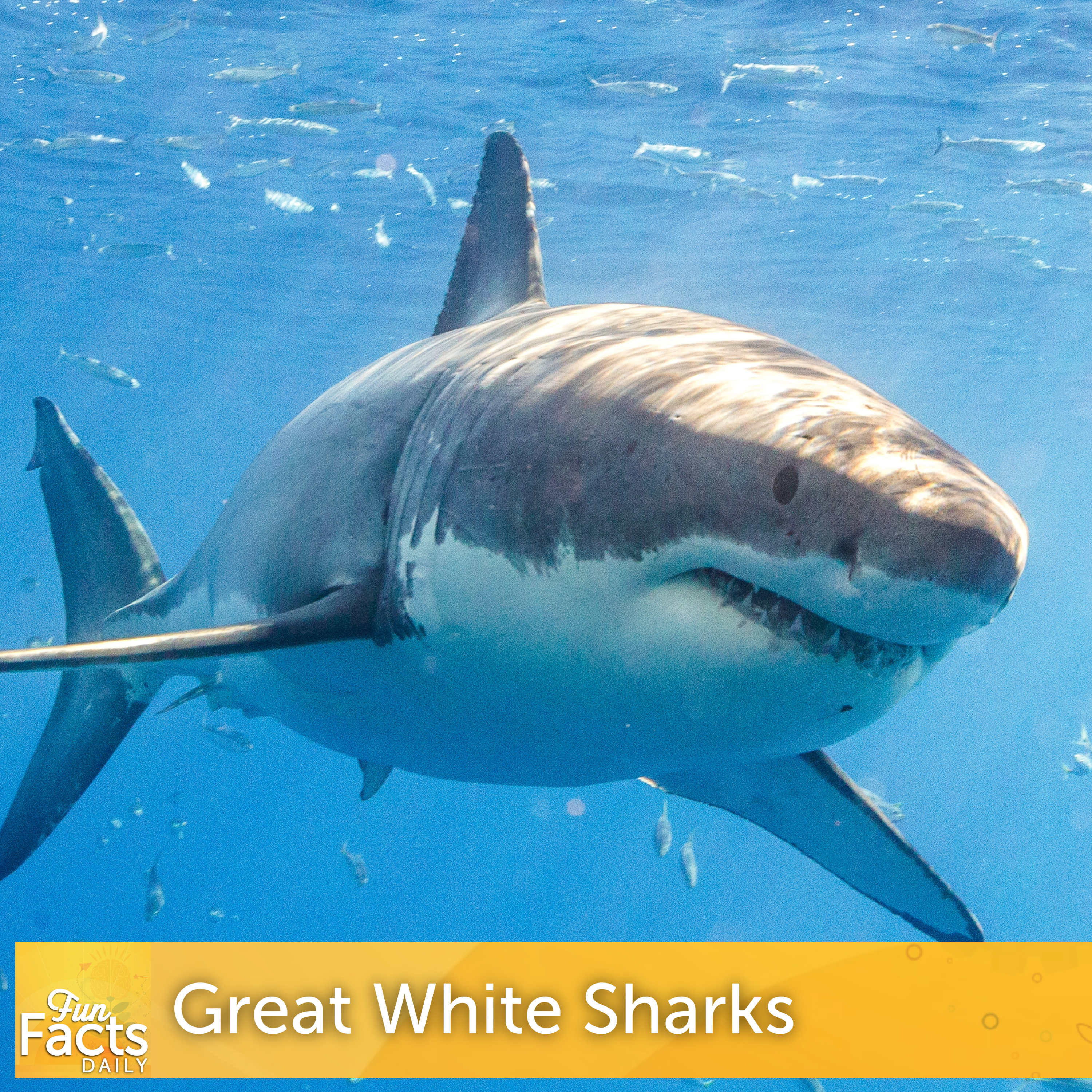 Fun Facts About Great White Sharks episode artwork