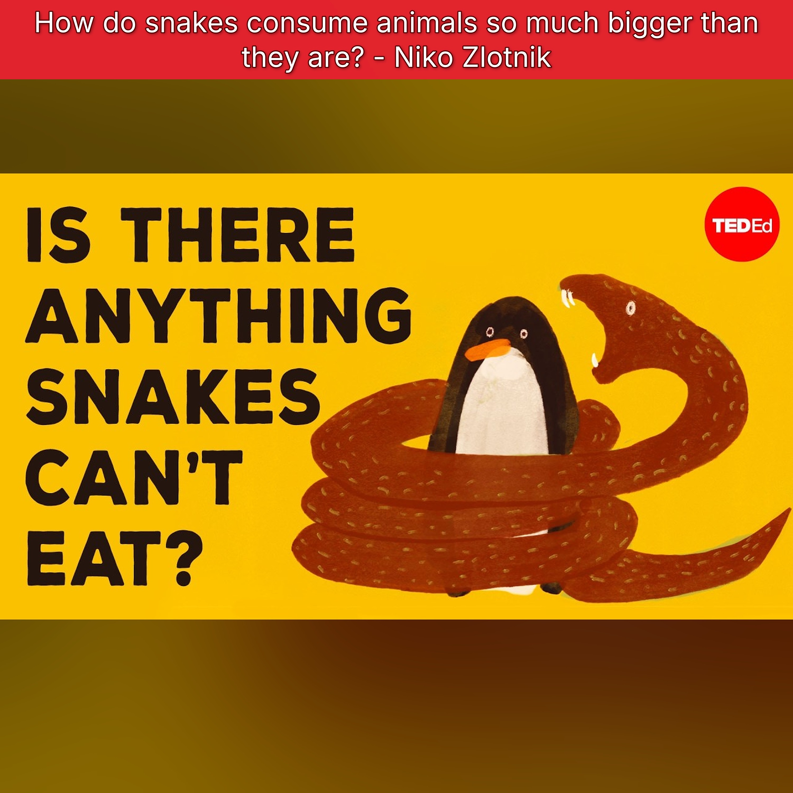 How do snakes consume animals so much bigger than they are? - Niko Zlotnik