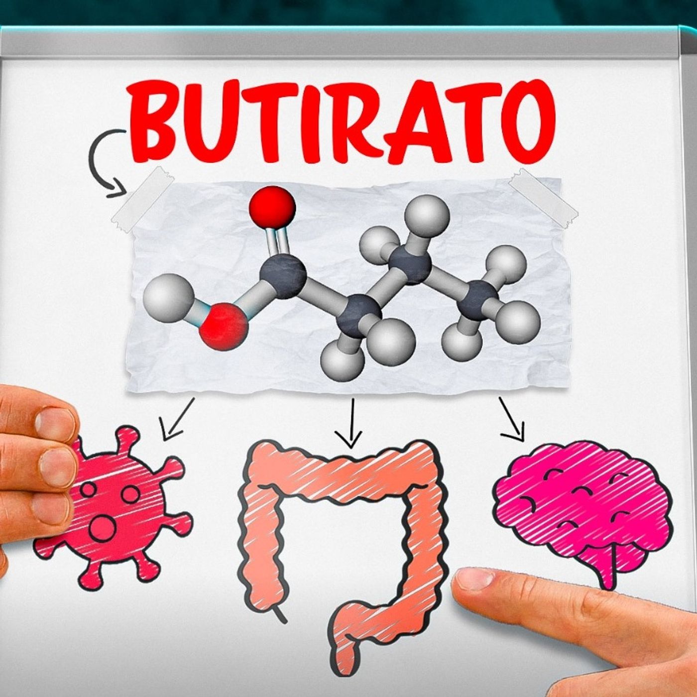 BUTIRATO_ impactantes CAMBIOS en tu INTESTINO y CEREBRO en POCOS DÍAS