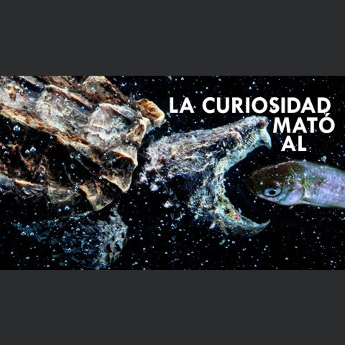 Animalogic En Español