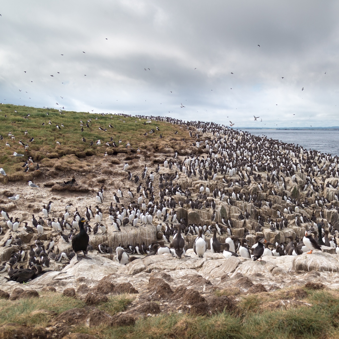 Sound Escape 145: Let sea and birdsong transport you to a wild corner of Orkney