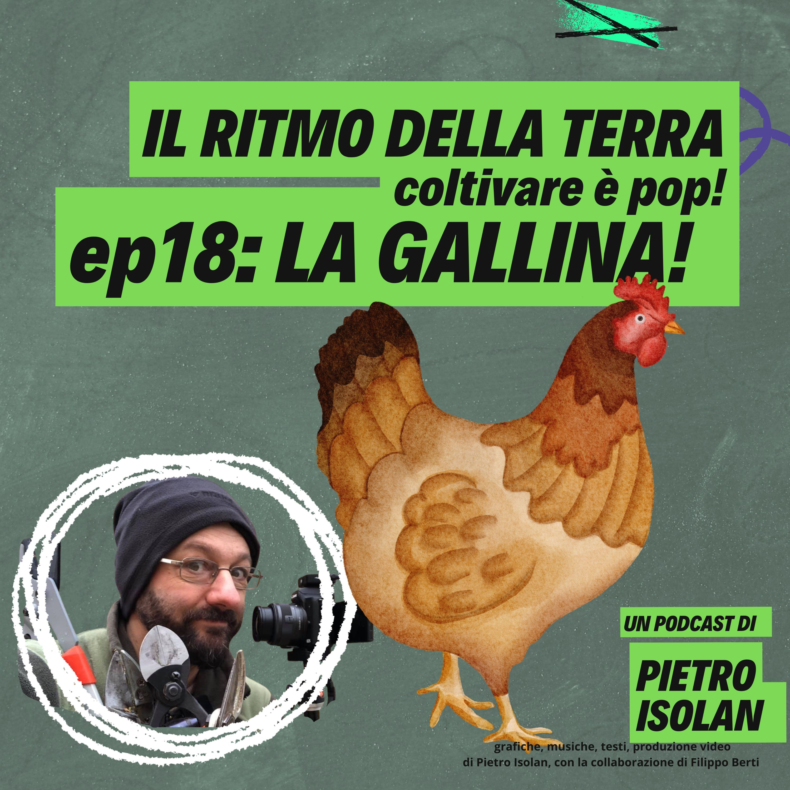 LA GALLINA - il ritmo della terra - coltivare è pop ! ep 18