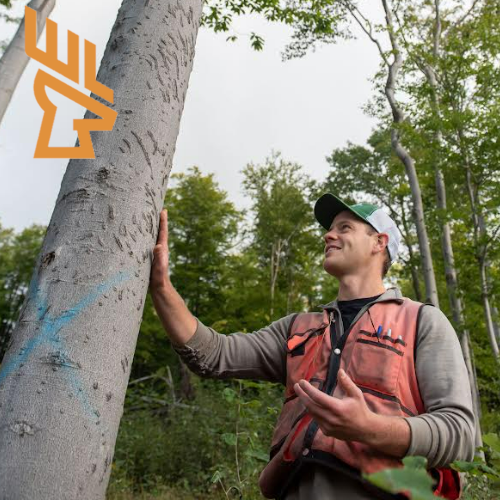 Whitetail Landscapes - Healthy Forest, Tree Decisions, Better Deer Habitat