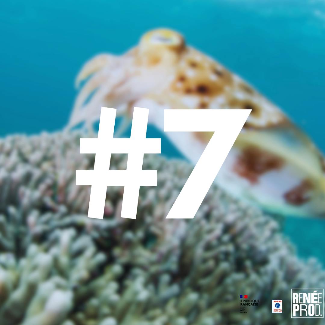 Plongeon avec les seiches Plongeon avec les seiches