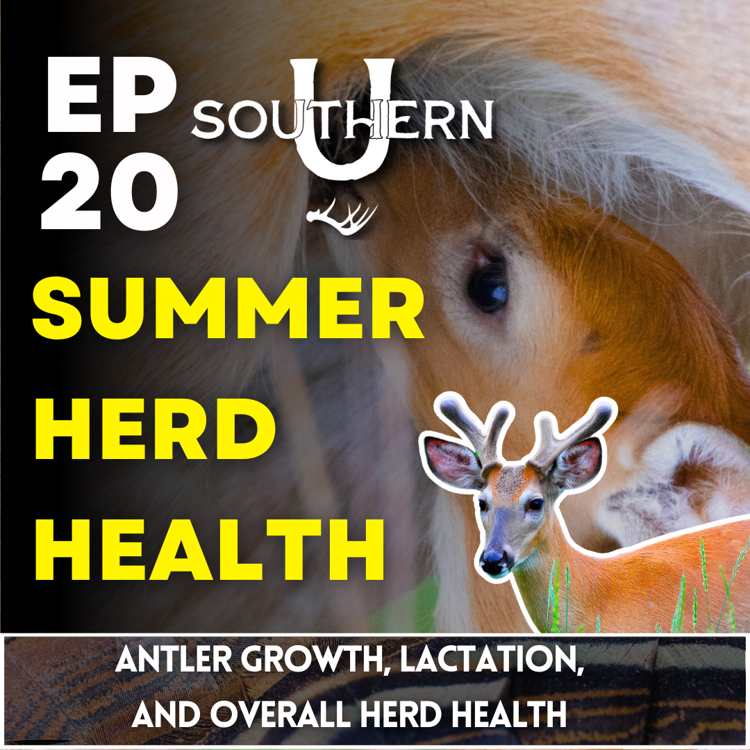 Summertime Herd Health