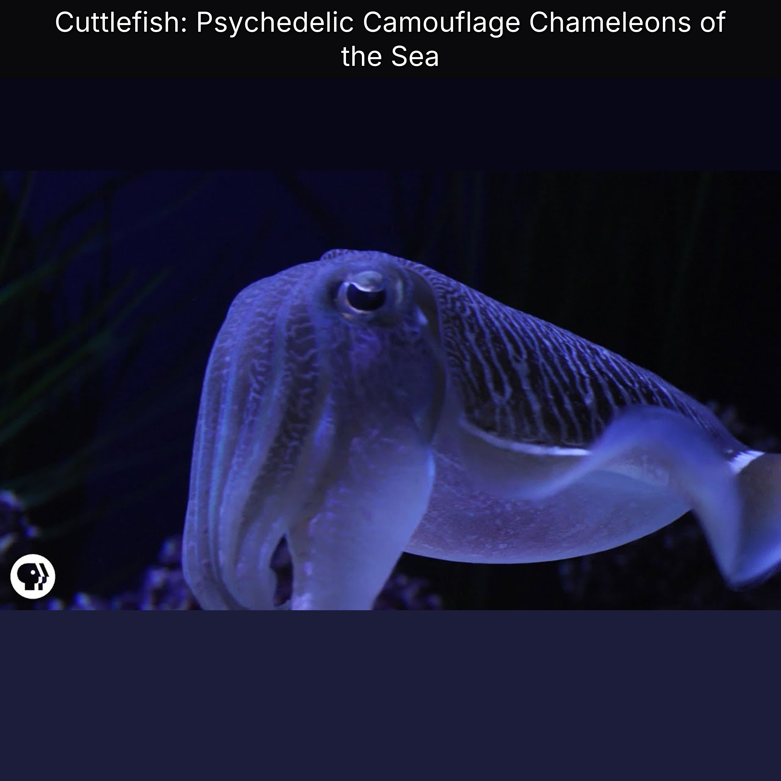 Cuttlefish: Psychedelic Camouflage Chameleons of the Sea episode artwork
