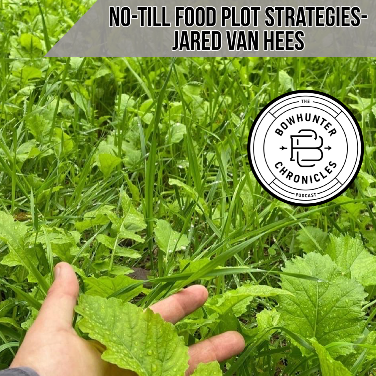 Summer Food Plots - Jared Vanhees - Vitalize Seed