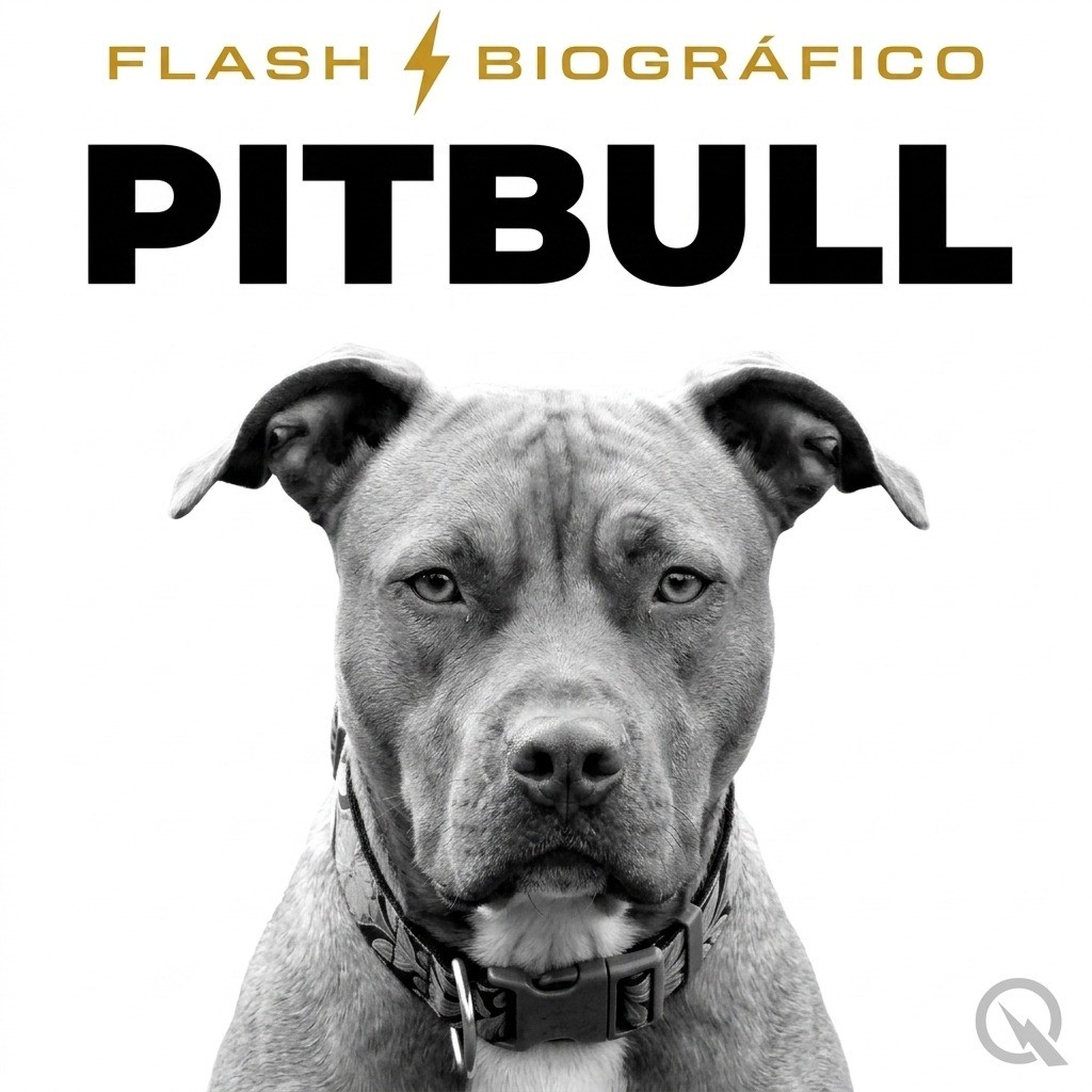 Pitbull - Flash Biográfico