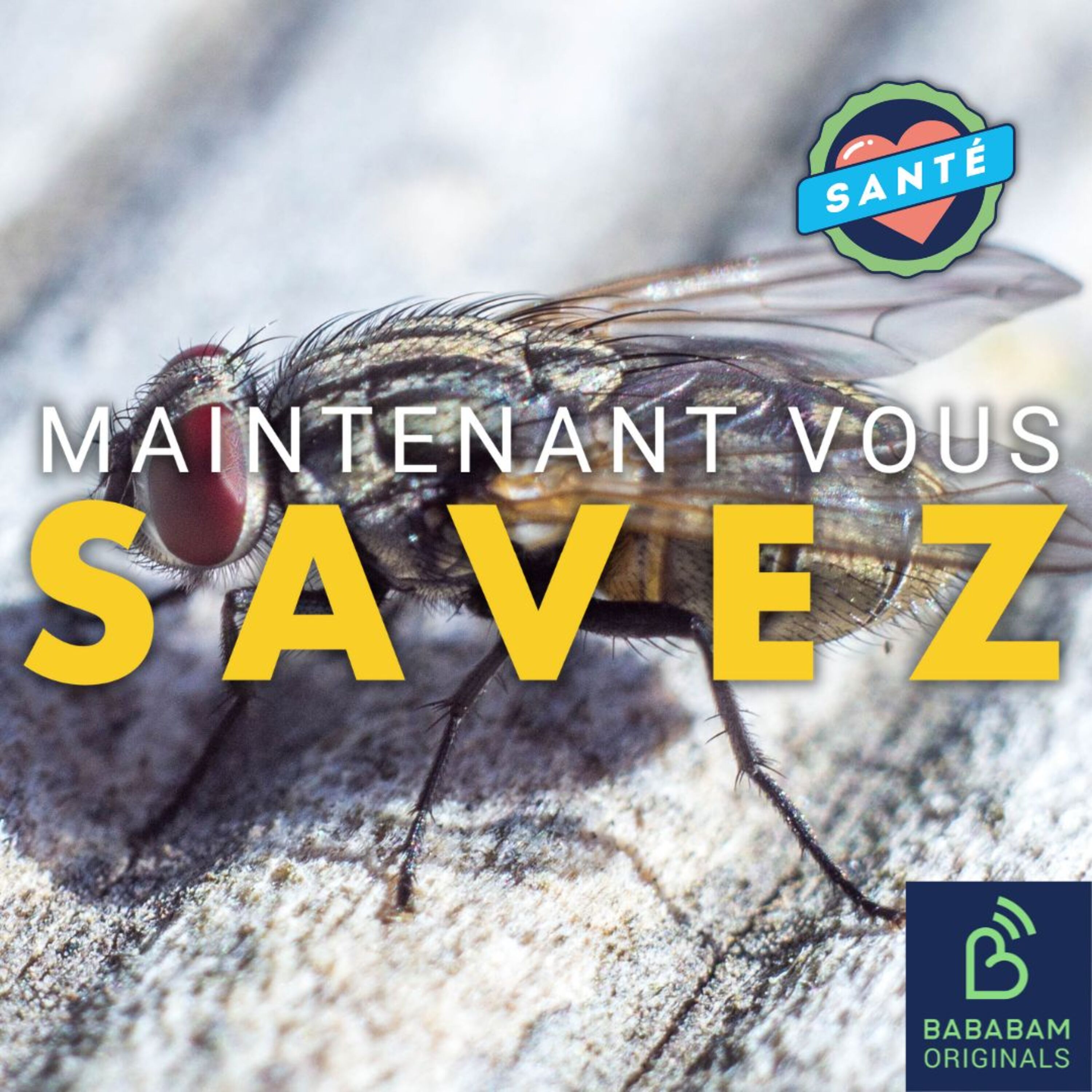 Comment se débarrasser des moucherons dans la cuisine ?