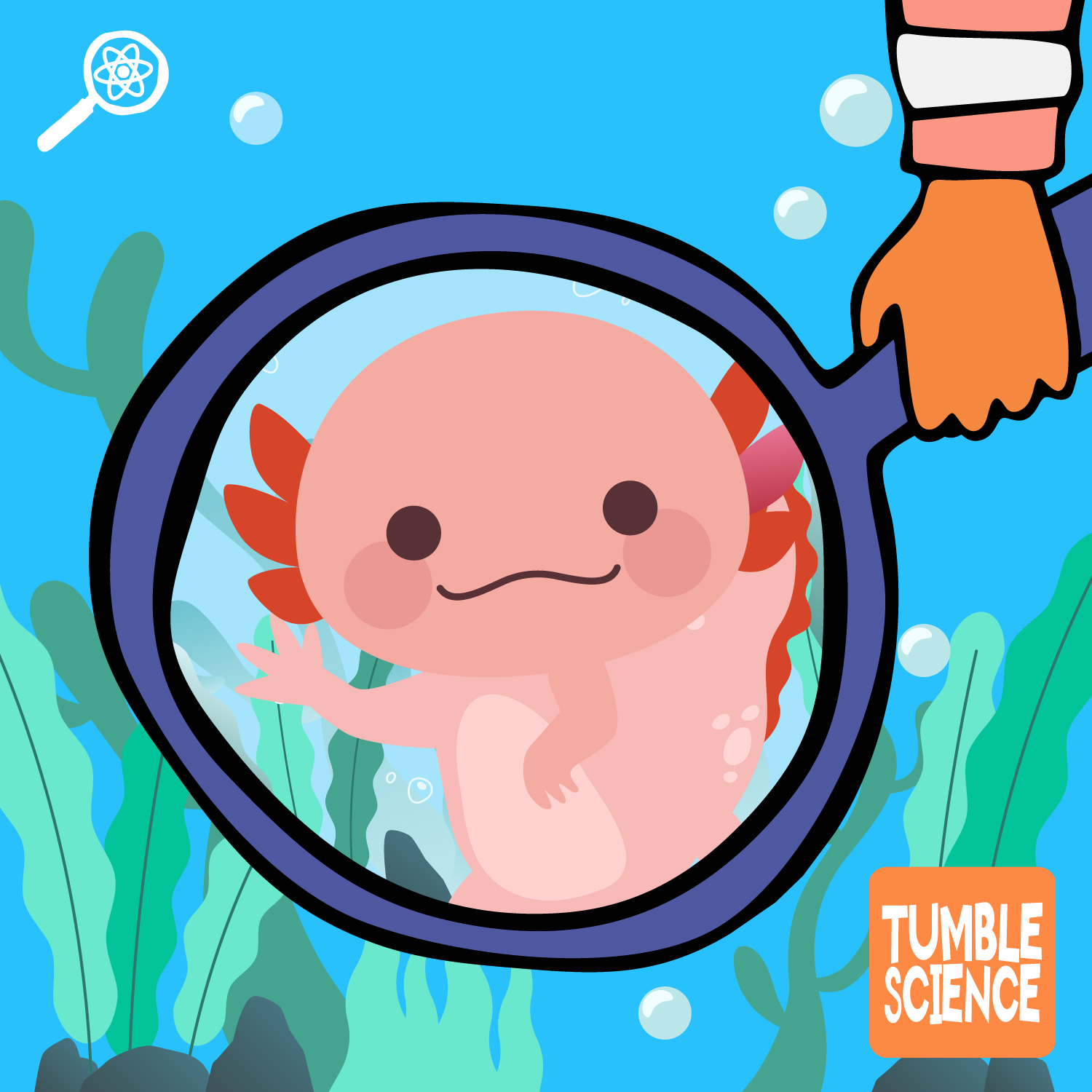 Can Axolotls Teach Us to Grow New Hands?