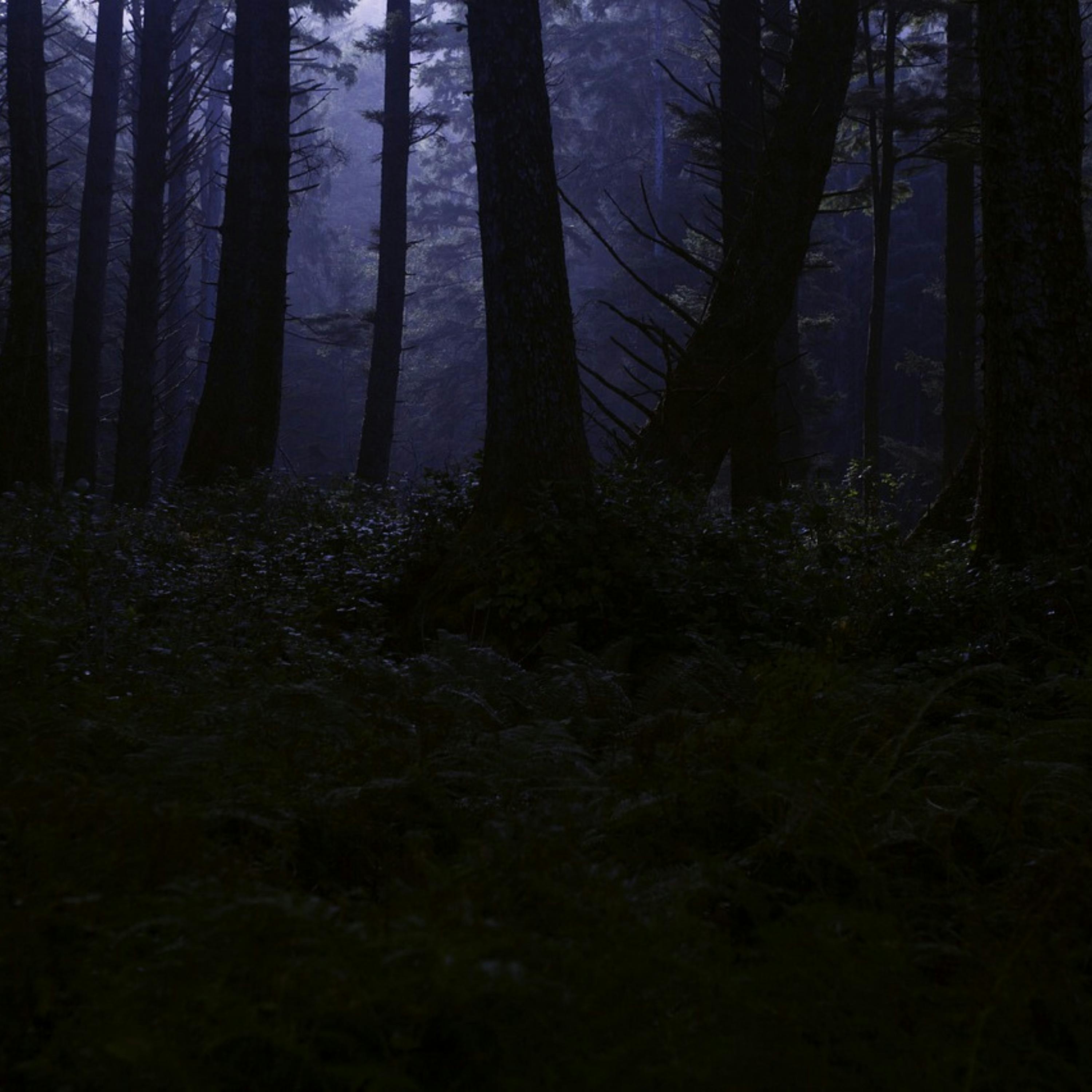 MÚSICA Armoniosa y Sonidos de BOSQUE: El Antídoto al ESTRÉS episode artwork