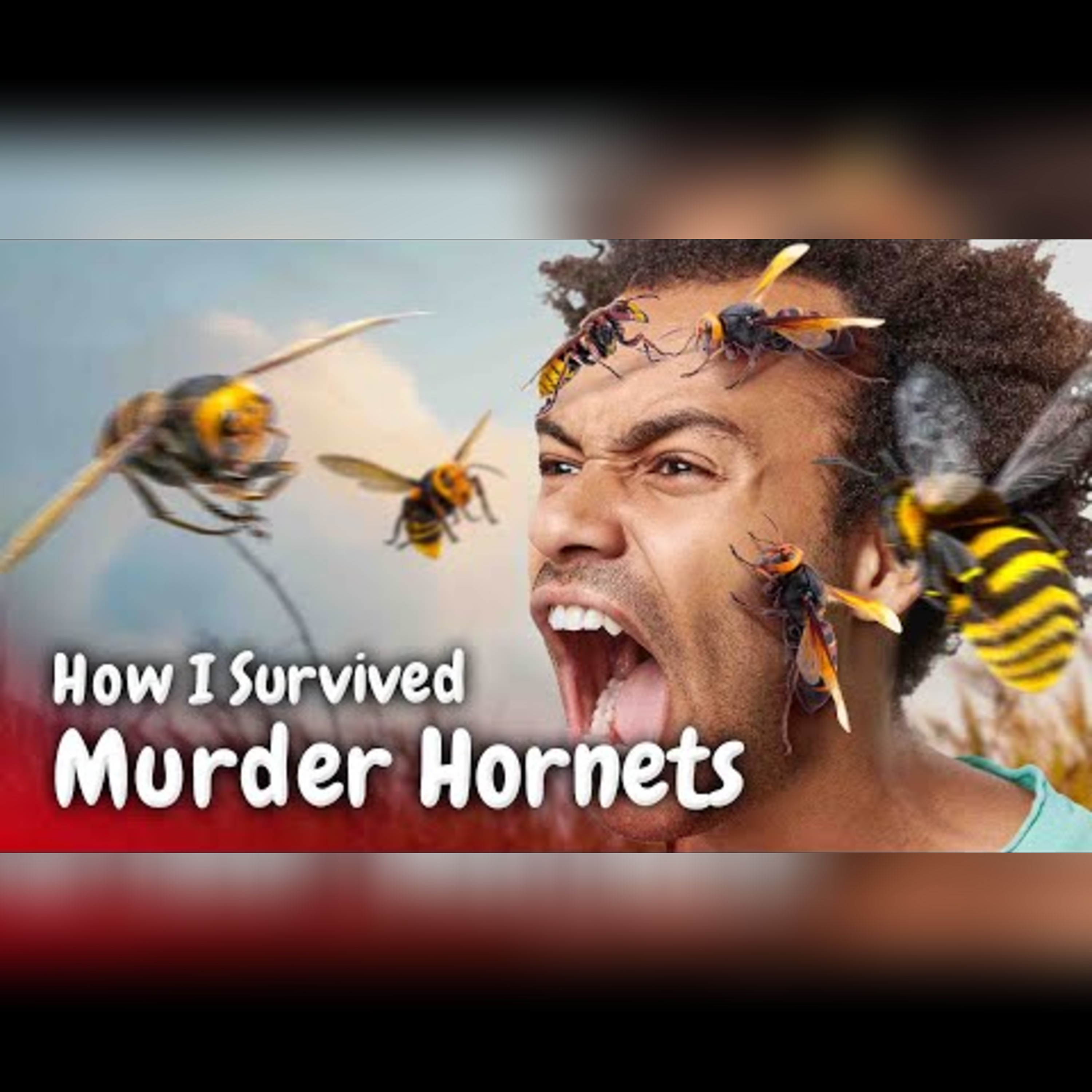 Experiencing a Swarm of Murder Hornet Stings episode artwork