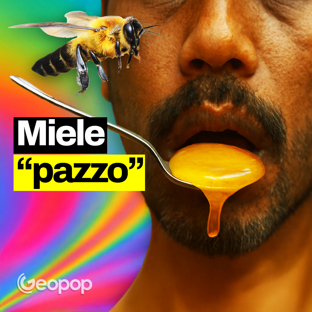 281 - Miele “pazzo”: perché le api giganti dell'Himalaya producono un allucinogeno?