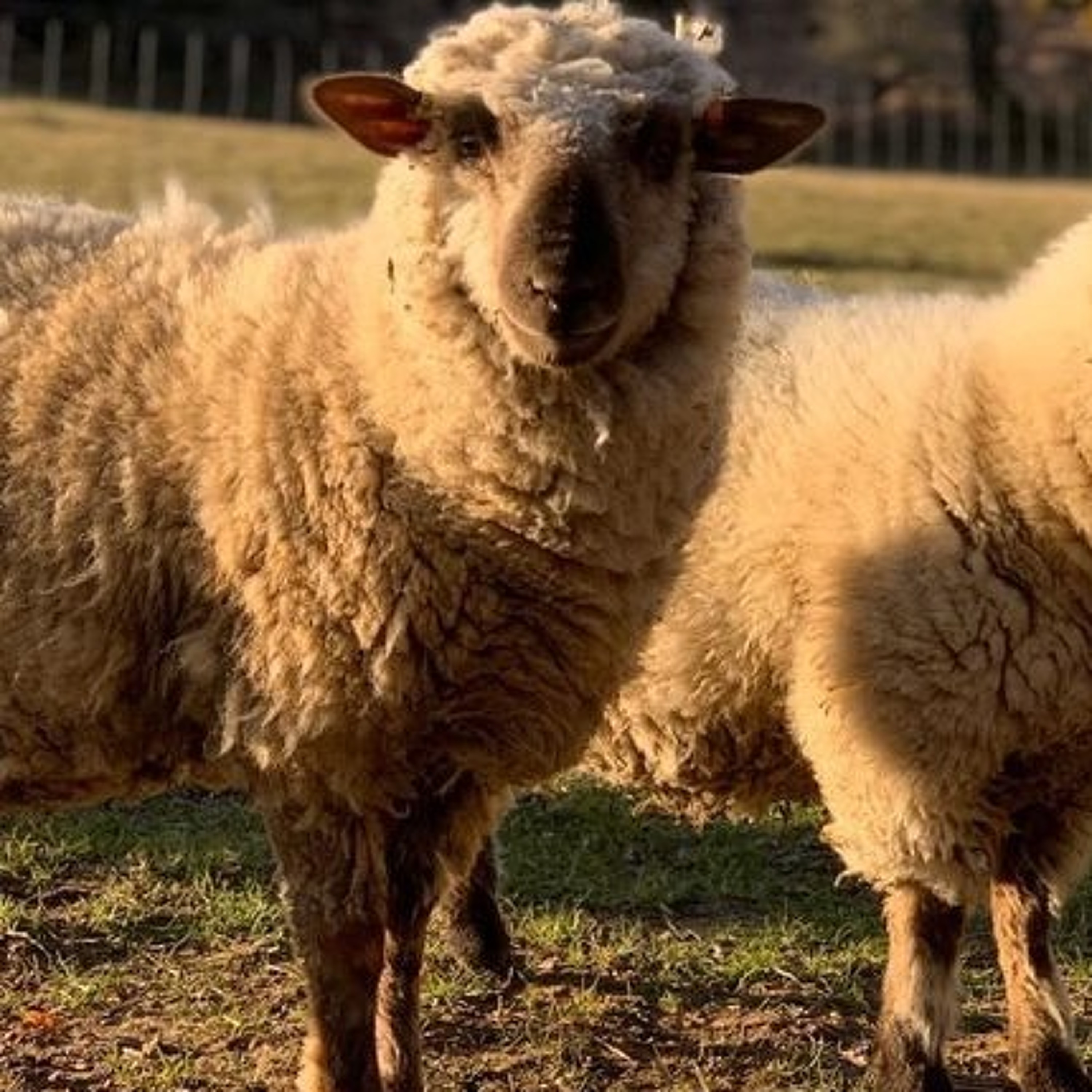 NUFC Podcast: The Newcastle United News Show - 'CnN'