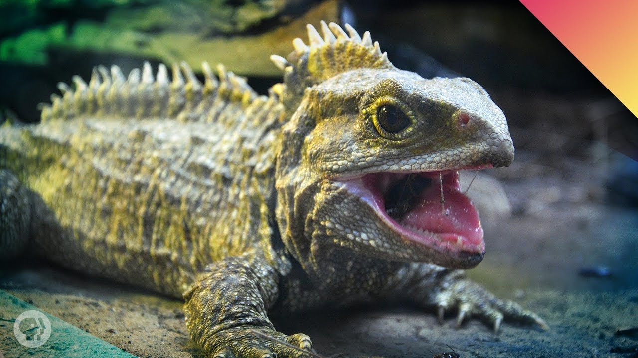 Tuatara Time! – Face To Face With A Living Fossil! (ft. John Green) episode artwork